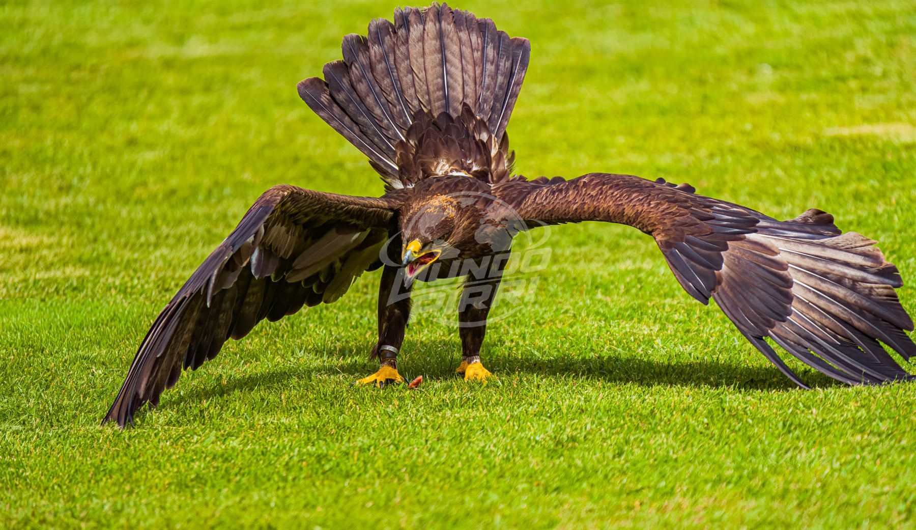Águila con las alas totalmente desplegadas