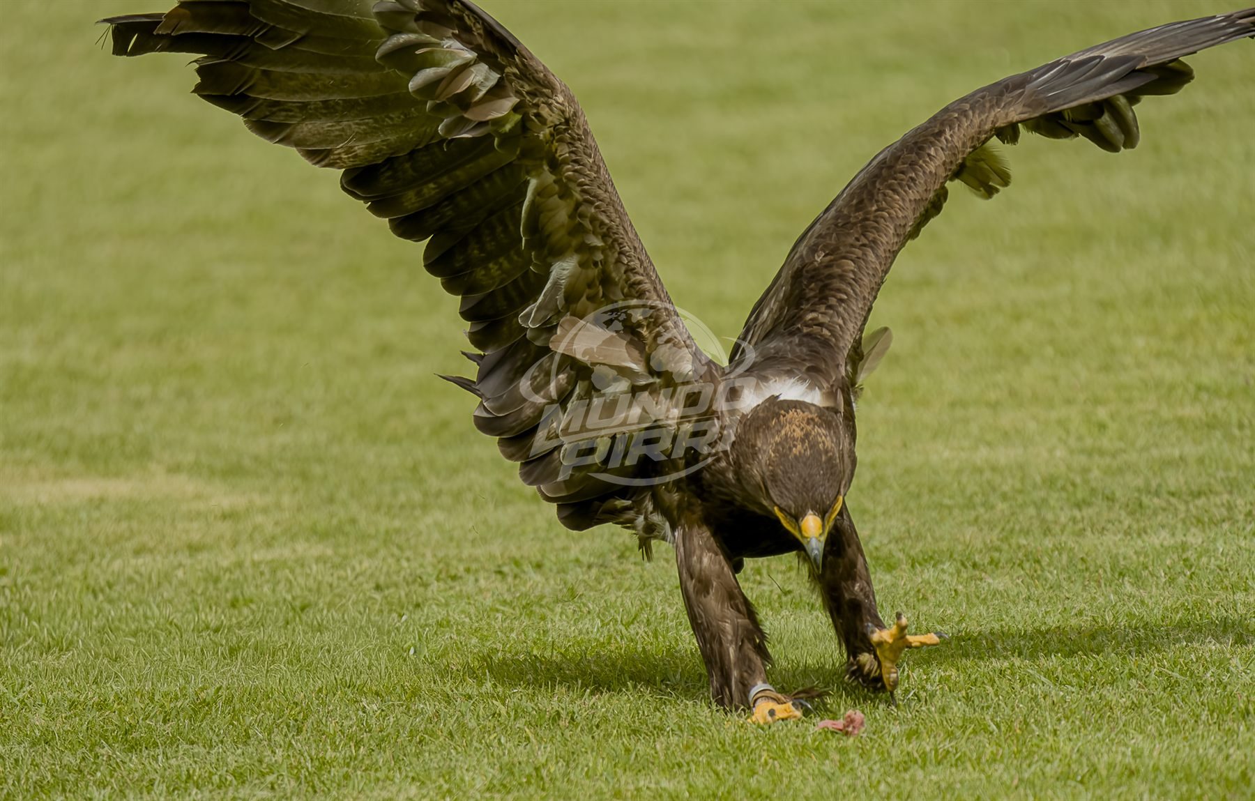 Águila aterrizando con las alas extendidas