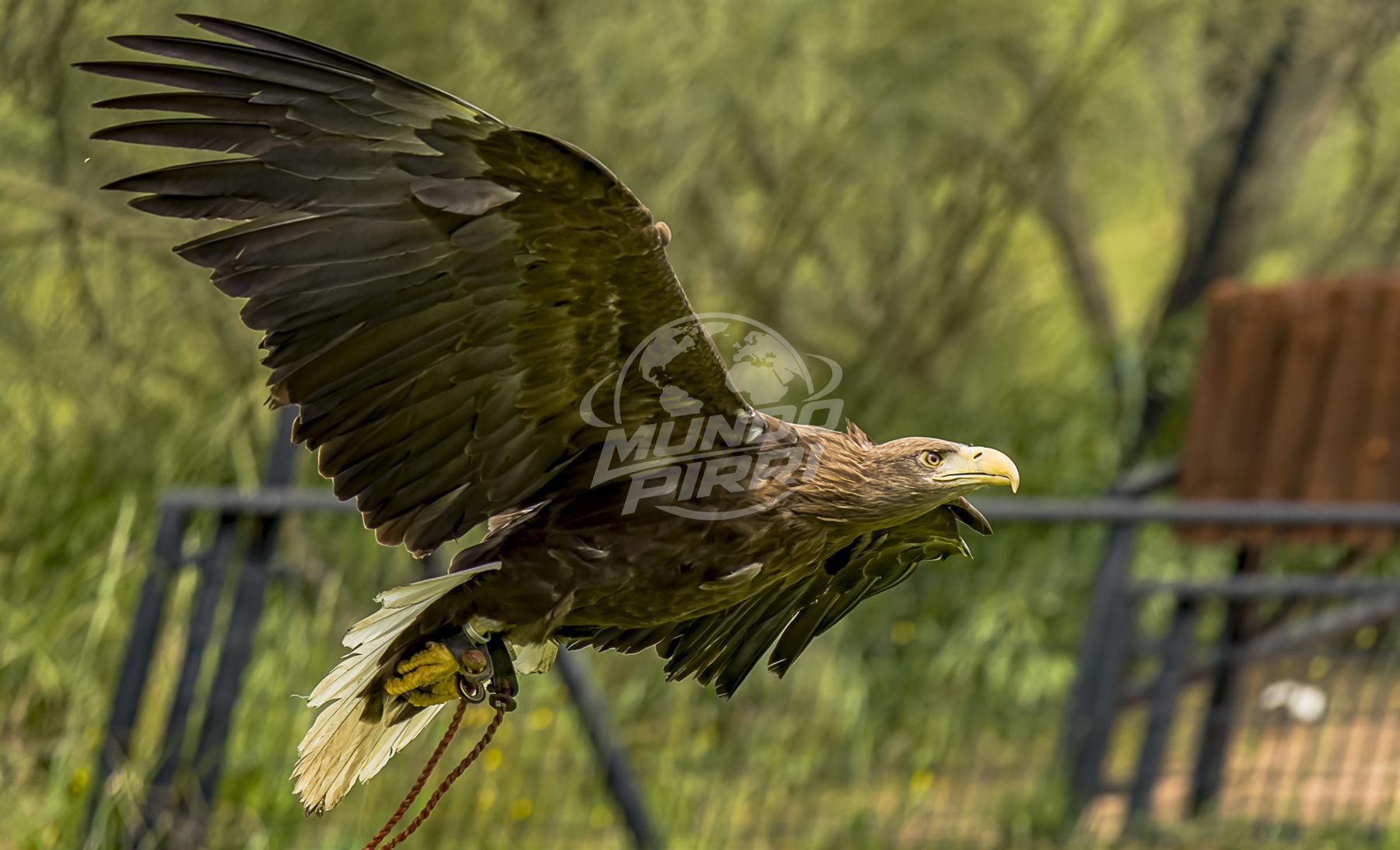 Águila volando sobre un cercado