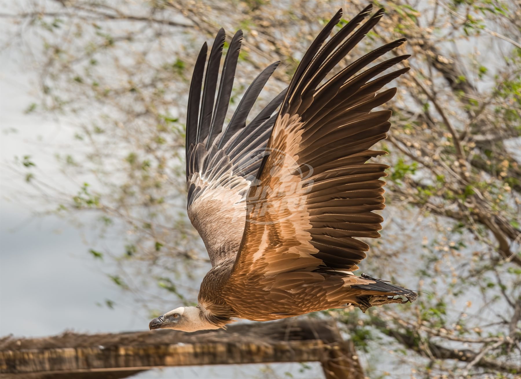 Buitre leonado en pleno vuelo