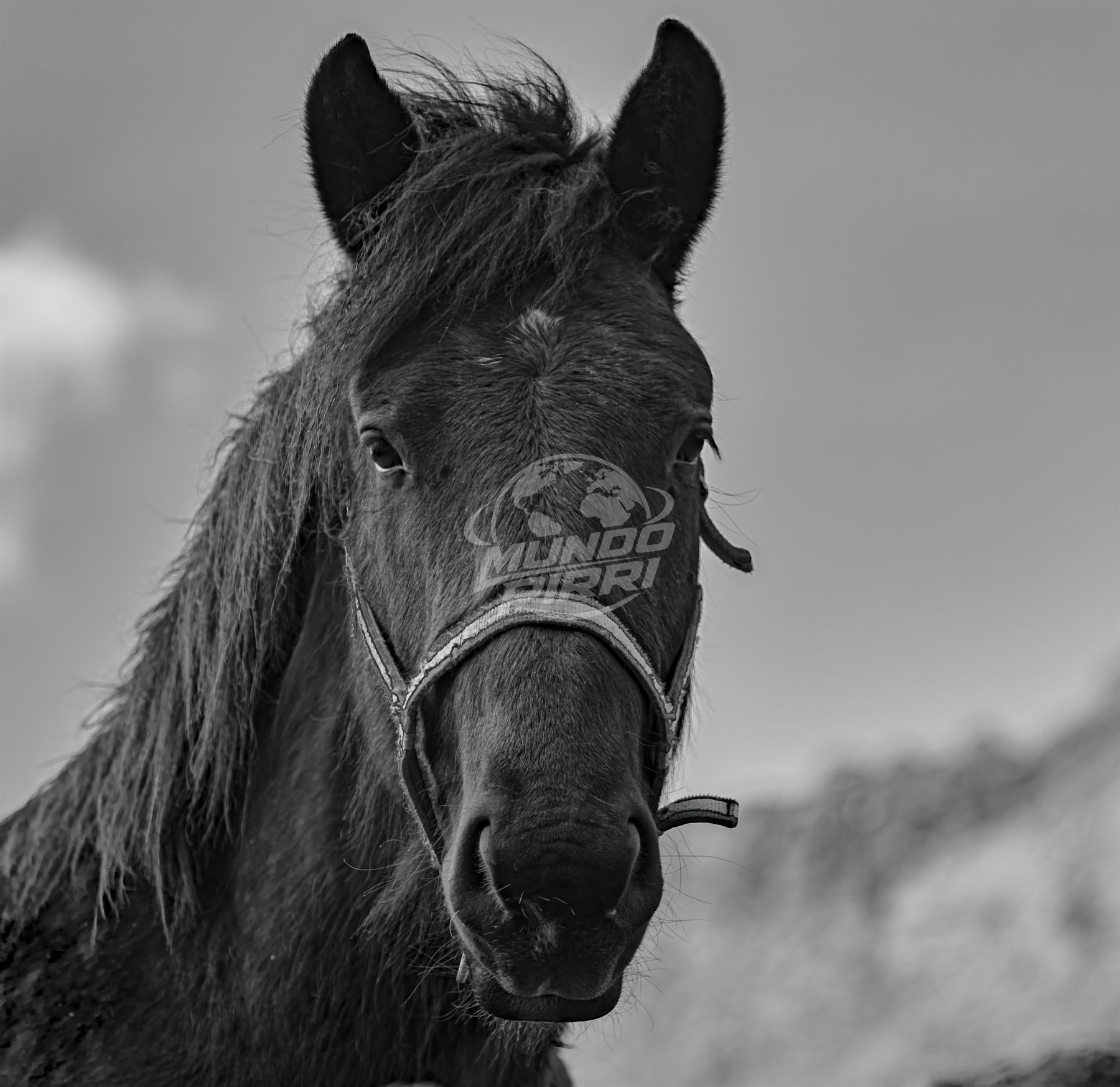 Retrato de caballo en blanco y negro