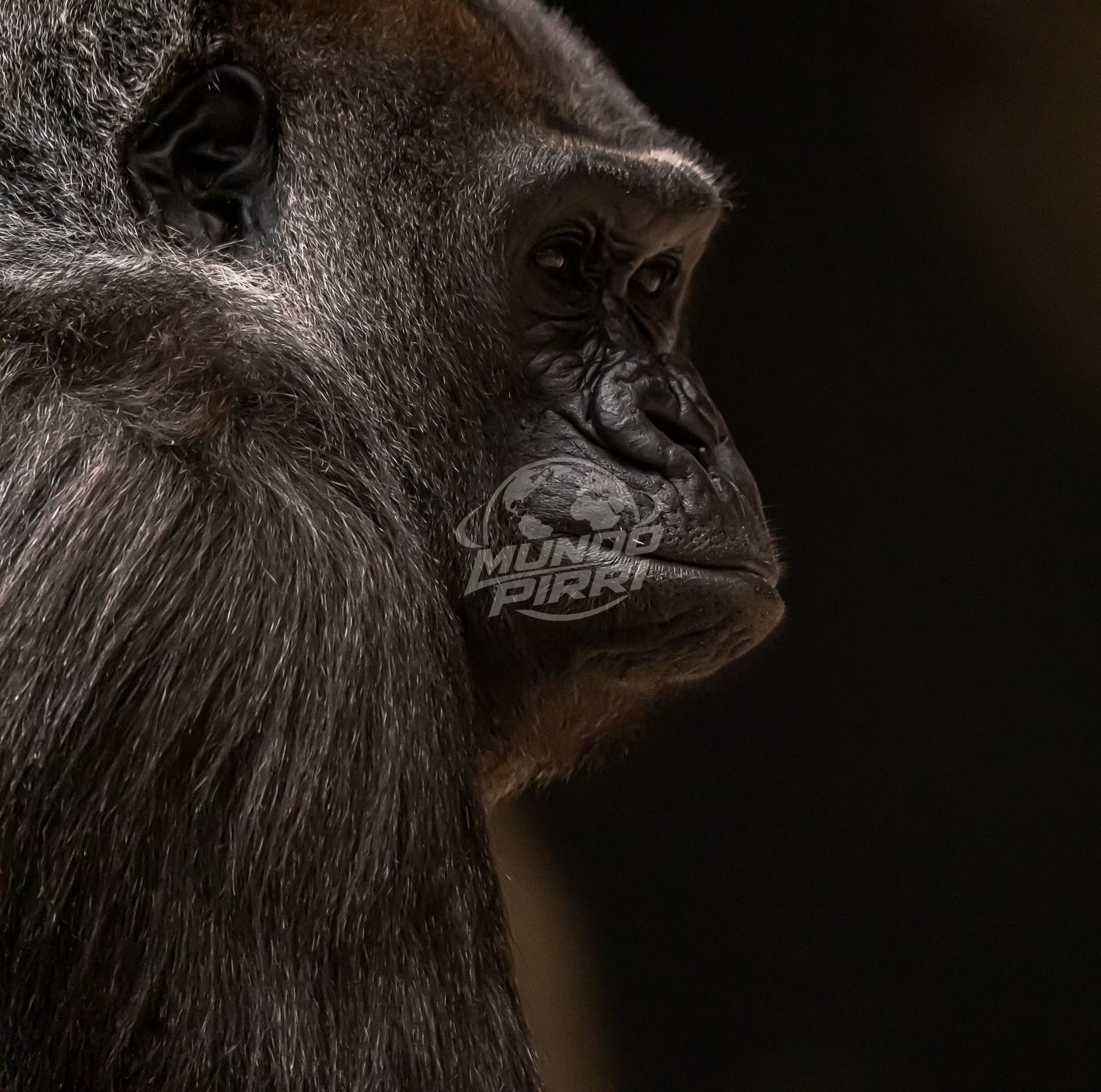 Retrato de gorila de perfil