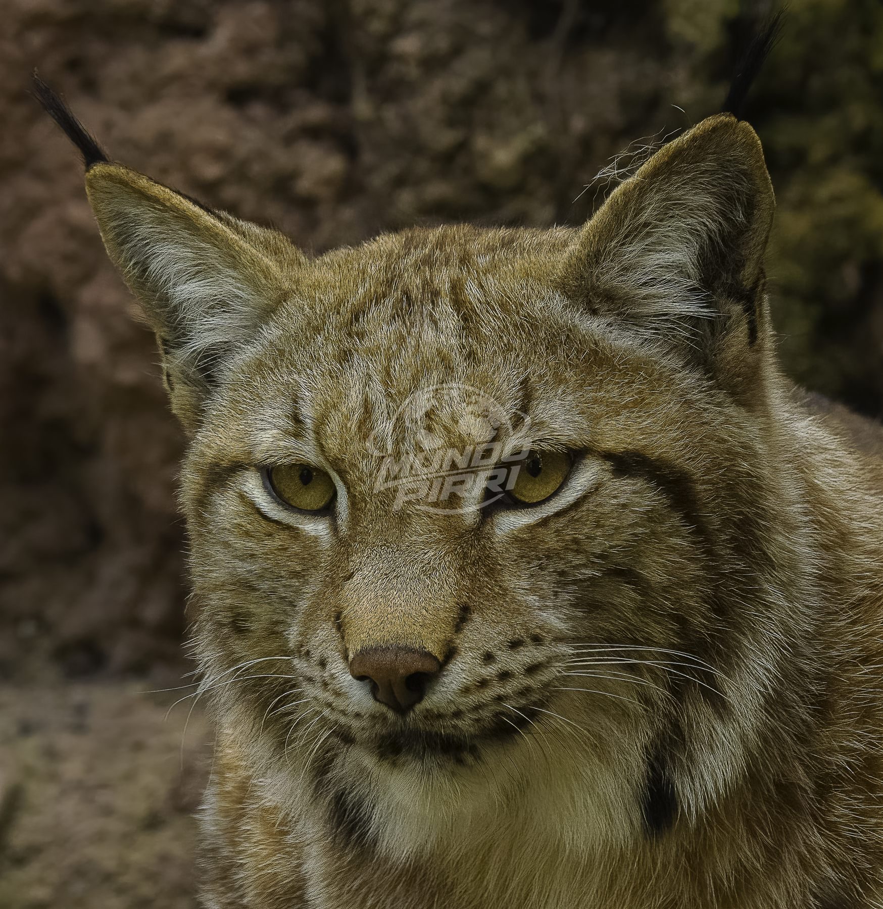 Retrato de lince ibérico