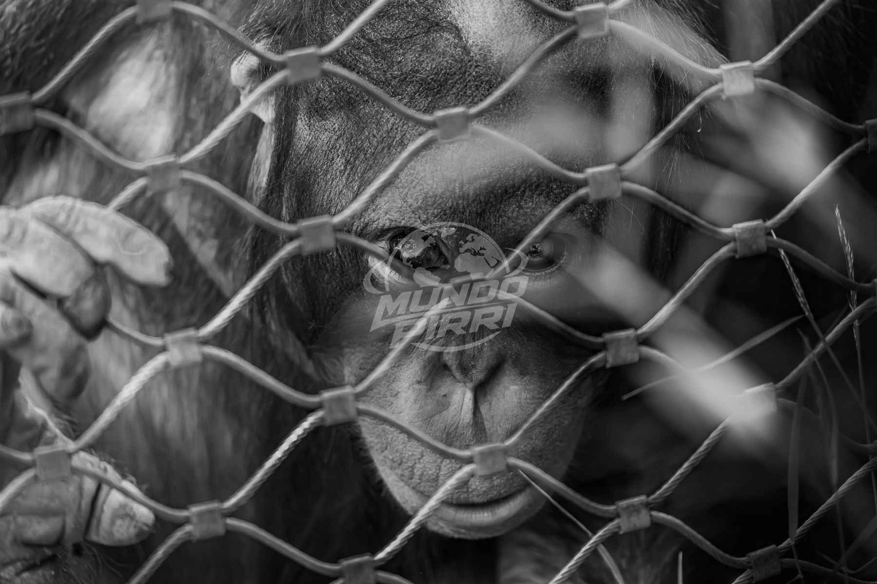 Orangután, retrato en blanco y negro
