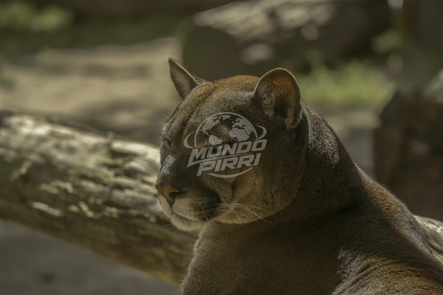 Retrato de puma
