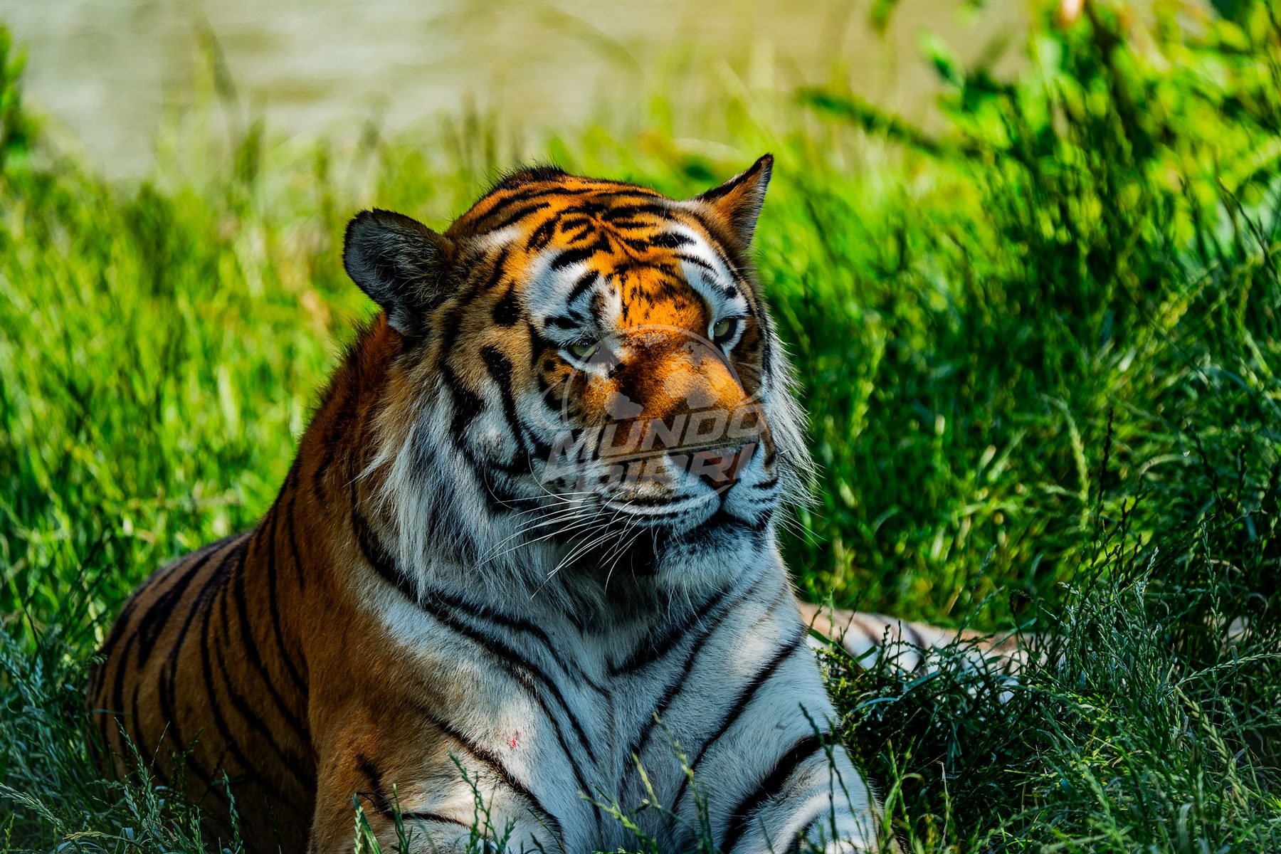 Tigre de Siberia entre hierba alta