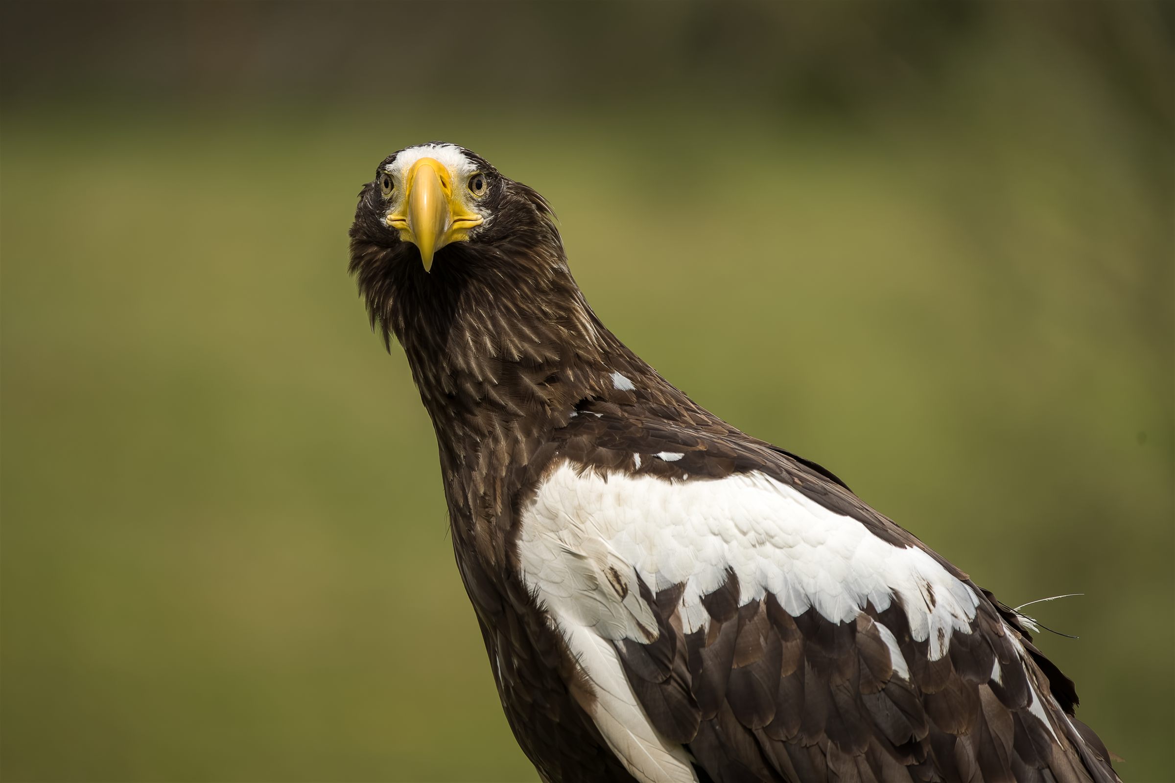 Águila imperial, retrato de fauna salvaje