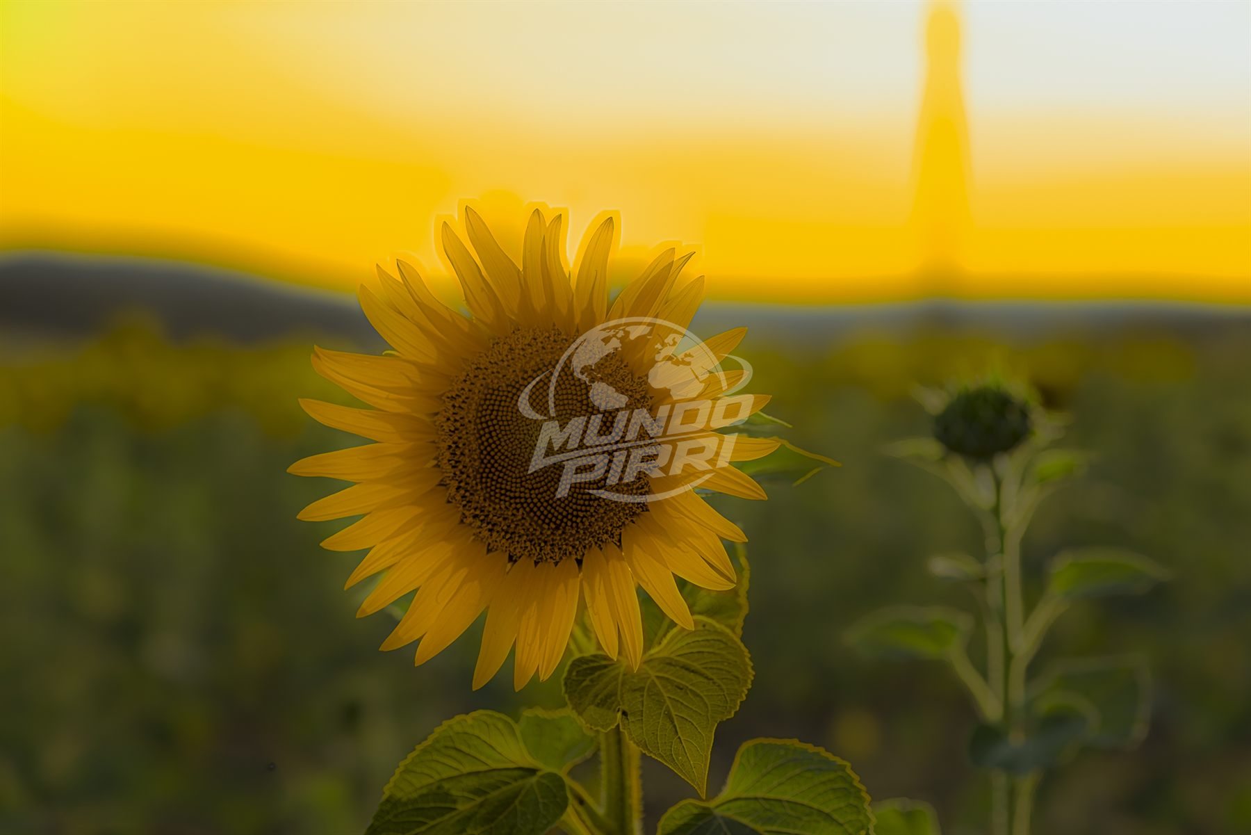 Girasol en macrofotografía a contraluz