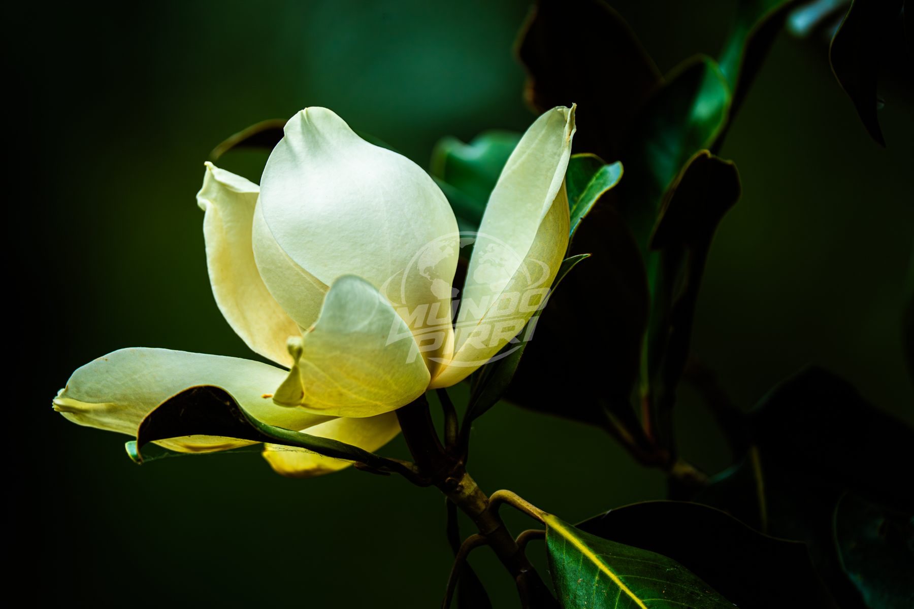 Flor de magnolia en macrofotografía