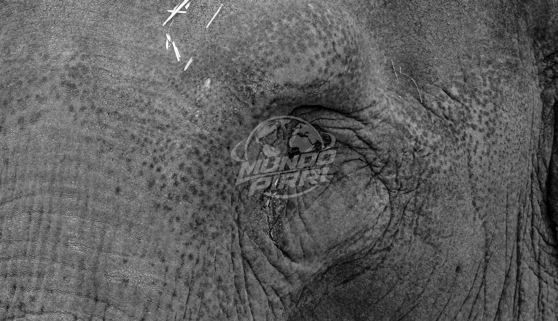 Textura de la piel y ojo de un elefante, blanco y negro