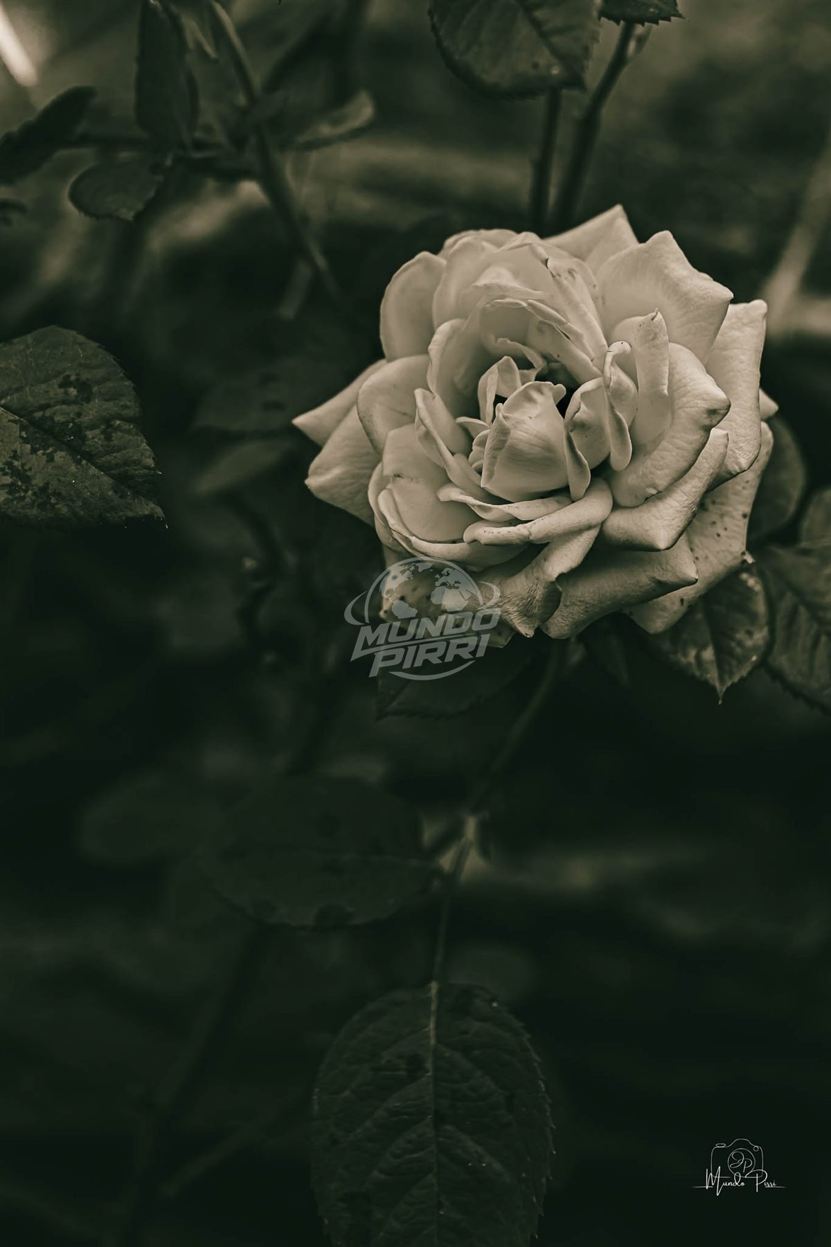 Rosa en blanco y negro, macrofotografía