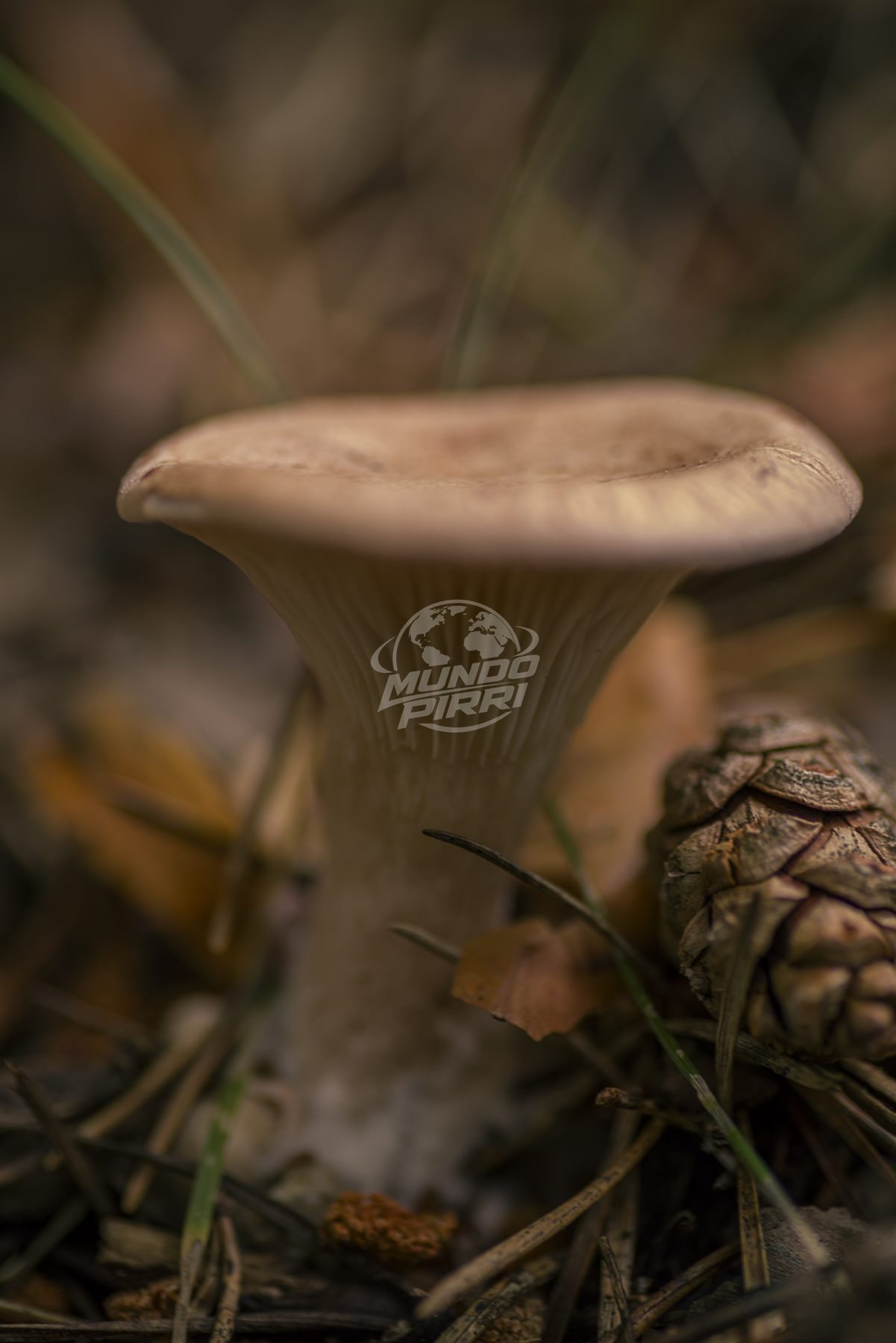 Seta silvestre entre hojas y piñas, macrofotografía