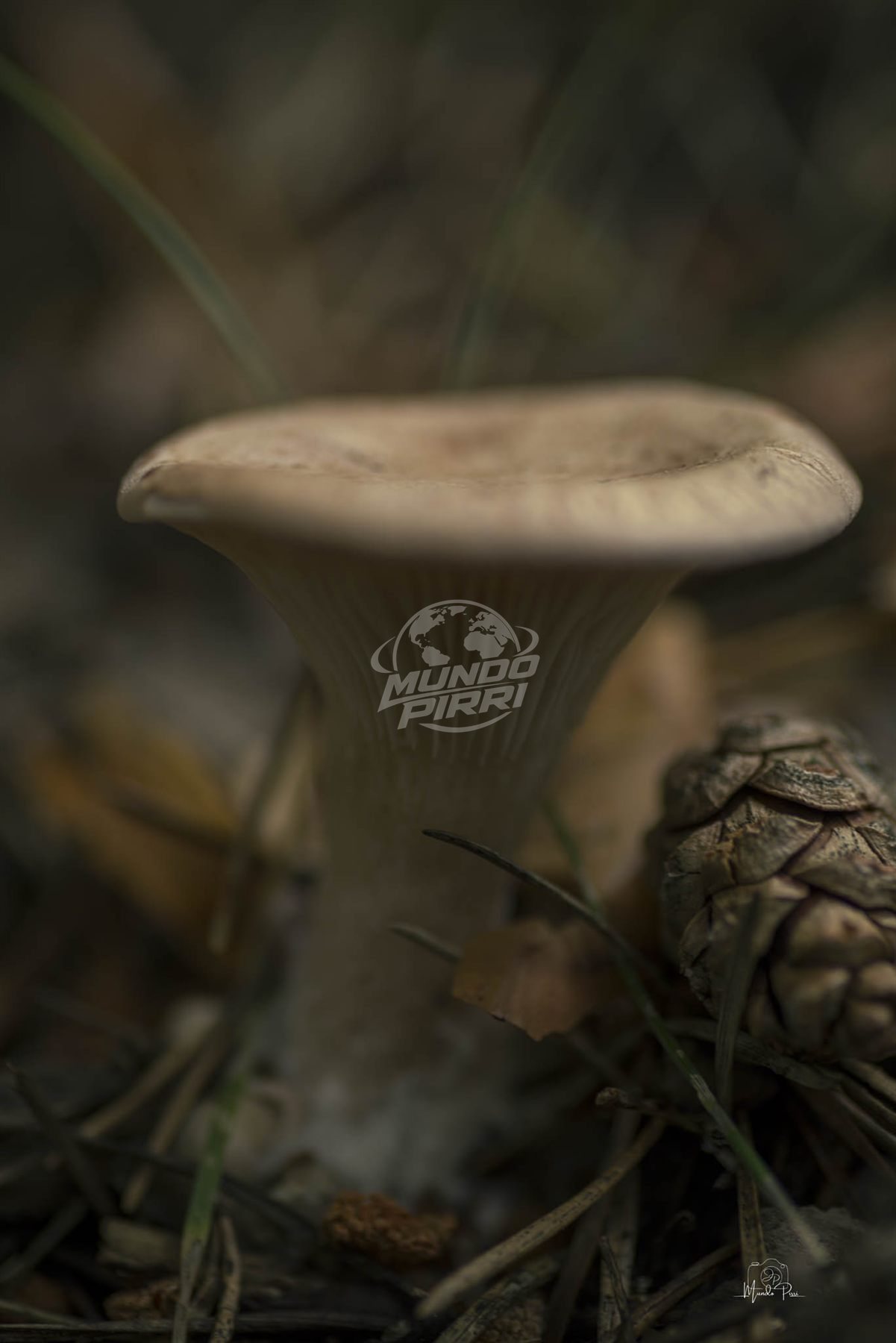 Seta silvestre en macrofotografía