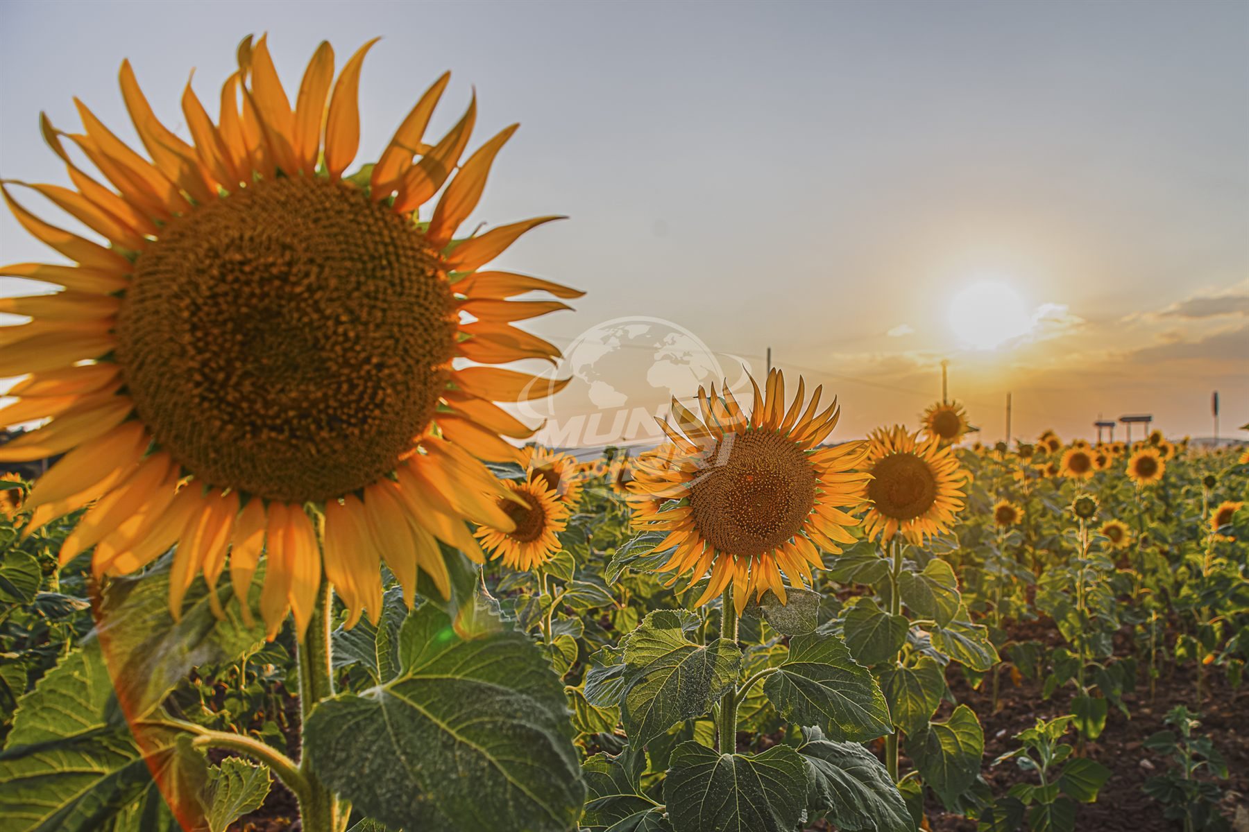 Campo de girasoles al atardecer