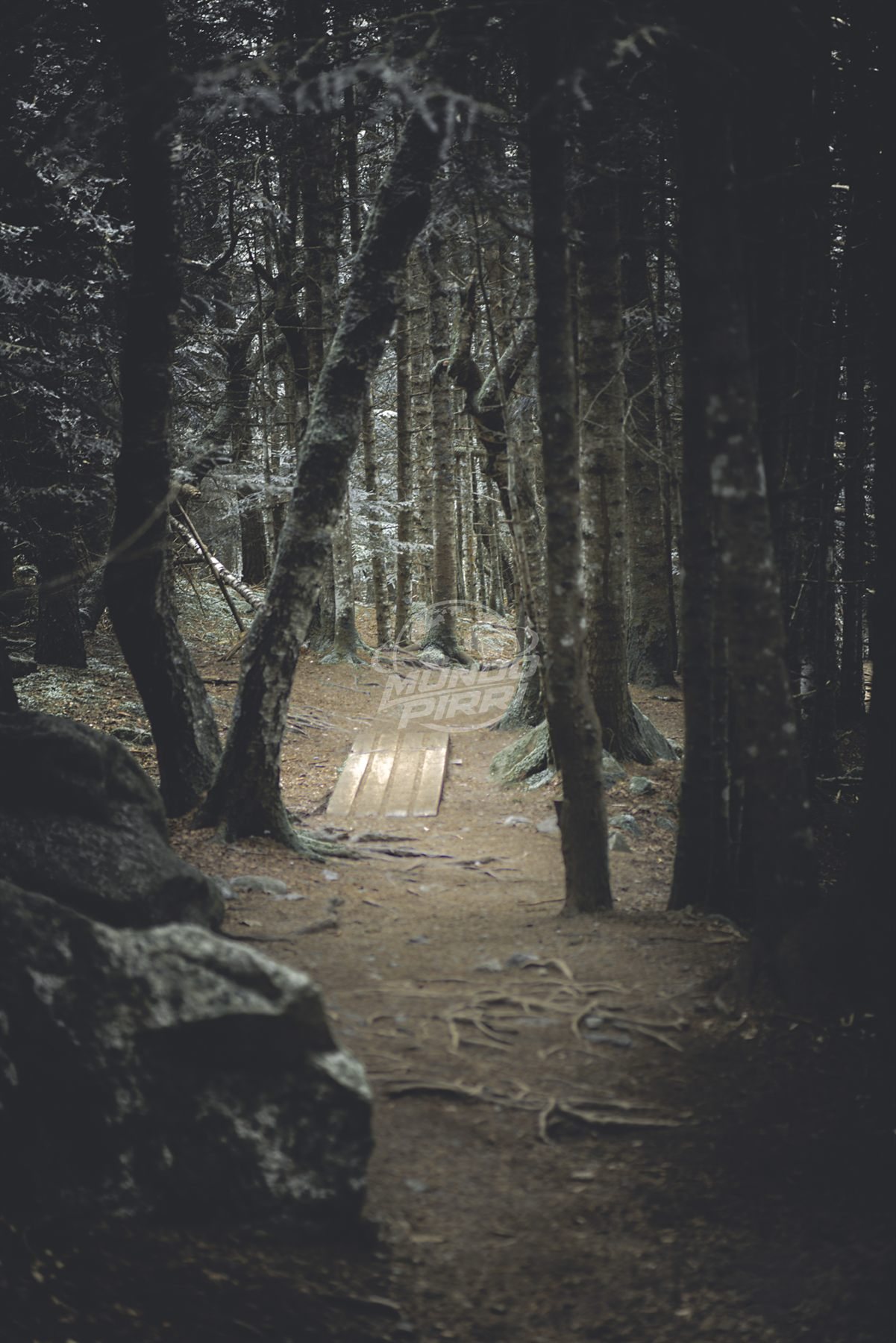 Sendero entre árboles en un bosque oscuro