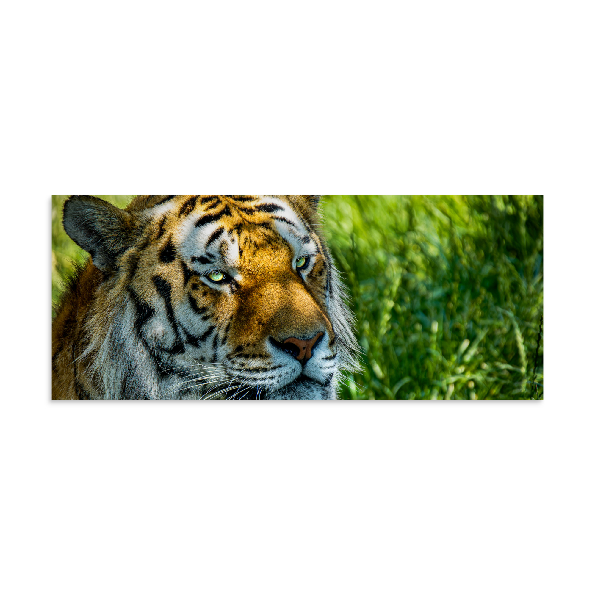 Bengal Tiger Portrait Poster | Wild Cat Wildlife Photography Prin - Imagen 6