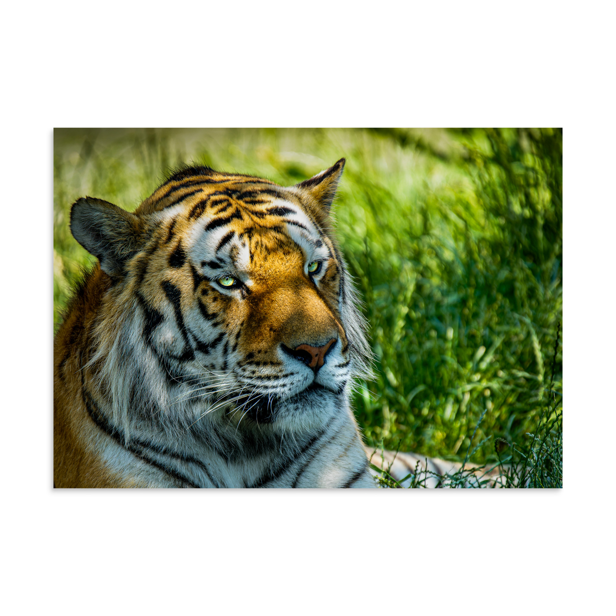 Bengal Tiger Portrait Poster | Wild Cat Wildlife Photography Prin - Imagen 2