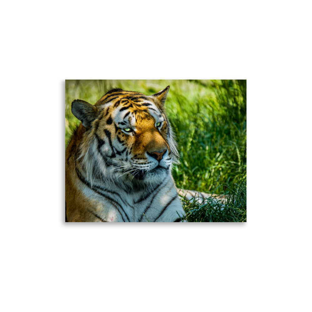 Bengal Tiger Portrait Poster | Wild Cat Wildlife Photography Prin - Imagen 7