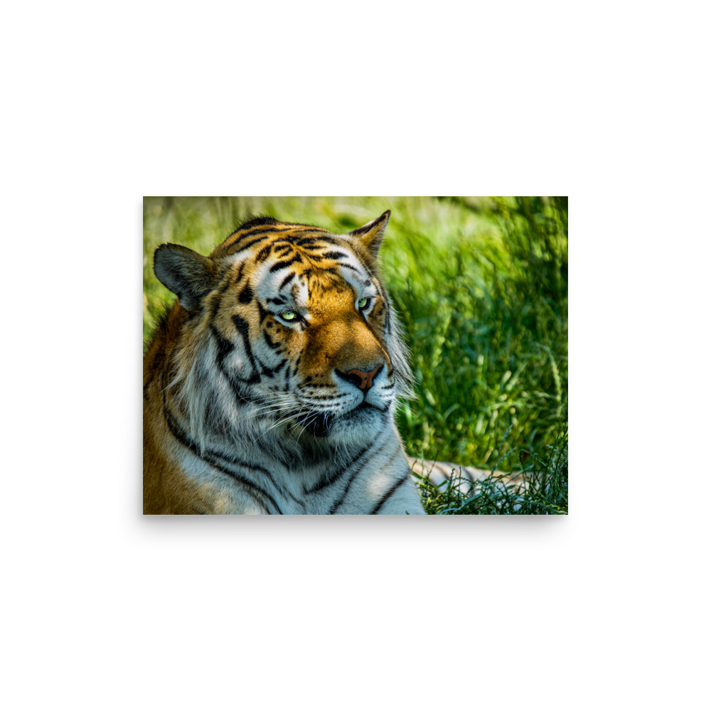 Bengal Tiger Portrait Poster | Wild Cat Wildlife Photography Prin - Imagen 9