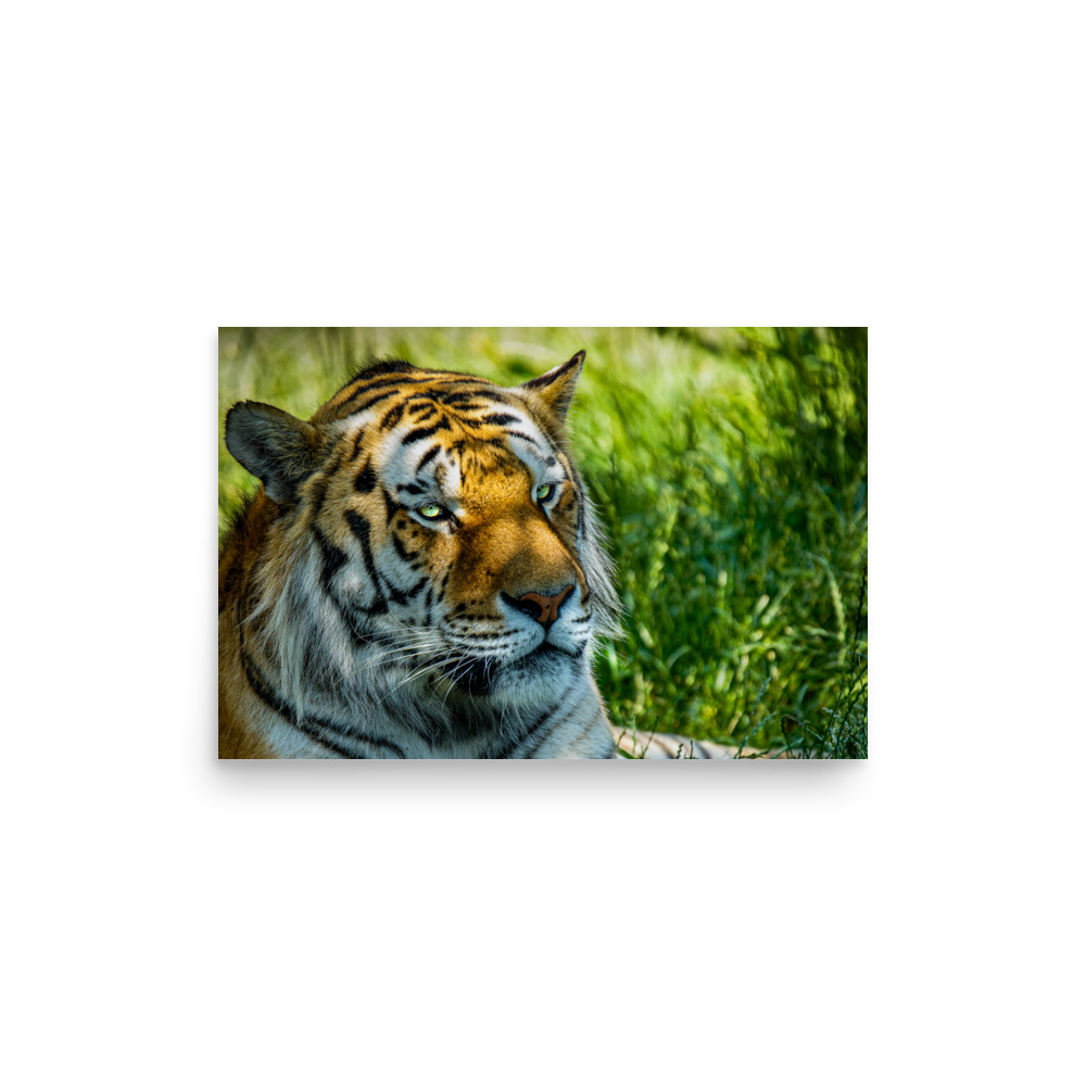 Bengal Tiger Portrait Poster | Wild Cat Wildlife Photography Prin - Imagen 10