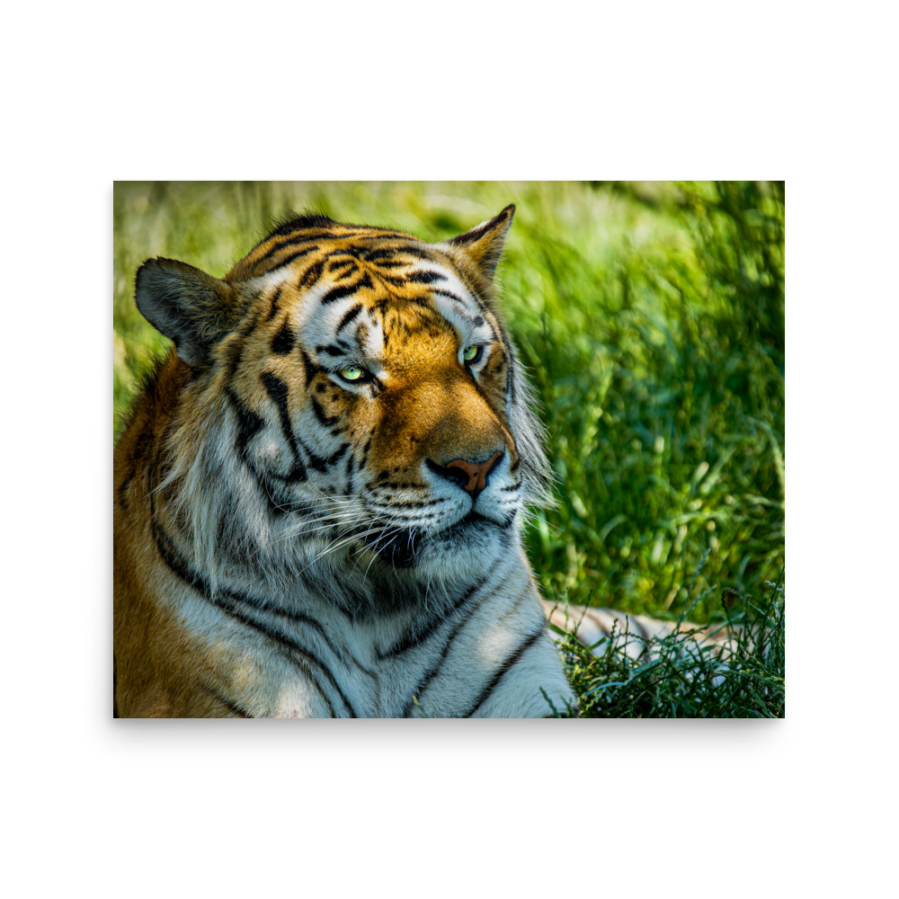 Bengal Tiger Portrait Poster | Wild Cat Wildlife Photography Prin - Imagen 11