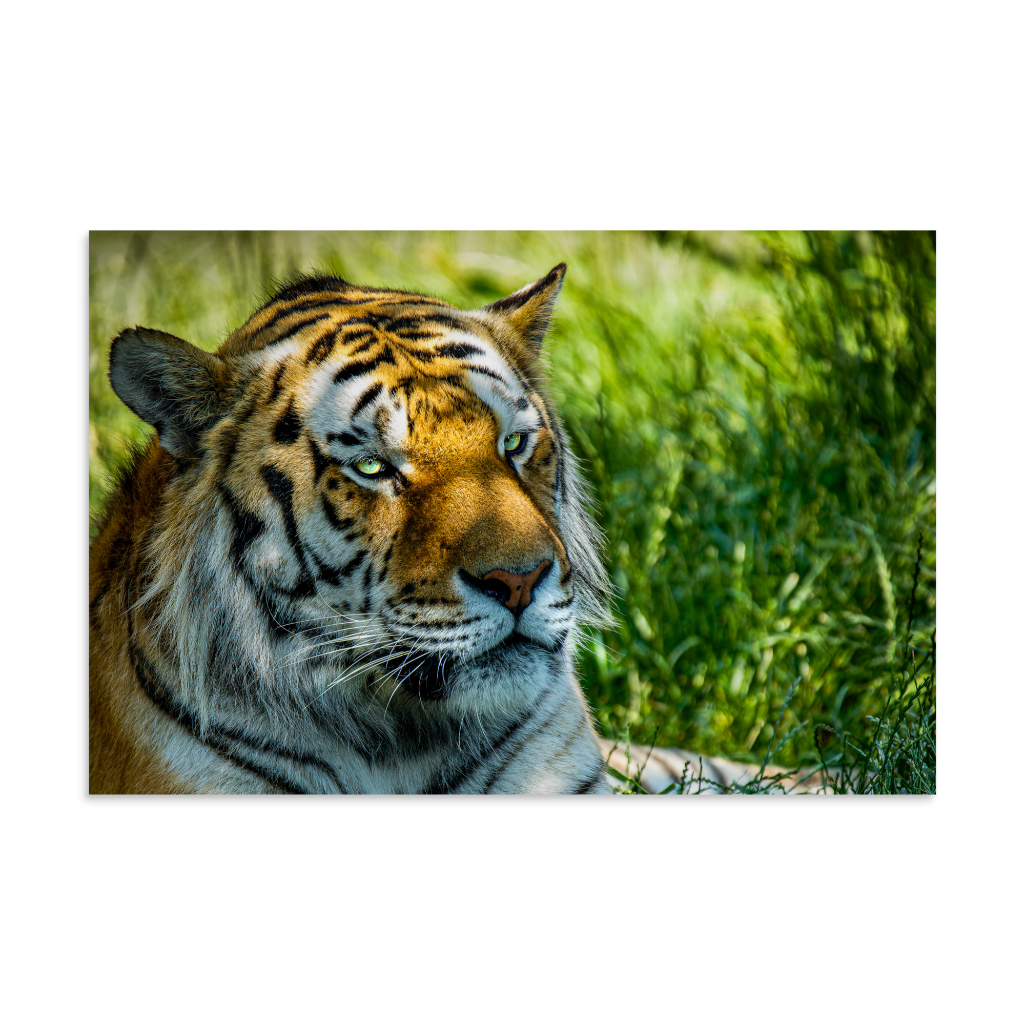 Bengal Tiger Portrait Poster | Wild Cat Wildlife Photography Prin - Imagen 12