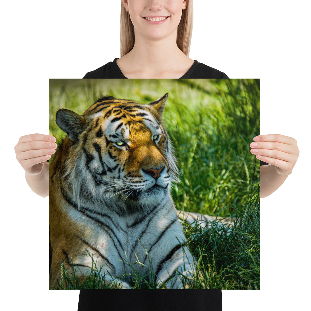 Bengal Tiger Portrait Poster | Wild Cat Wildlife Photography Prin - Imagen 30
