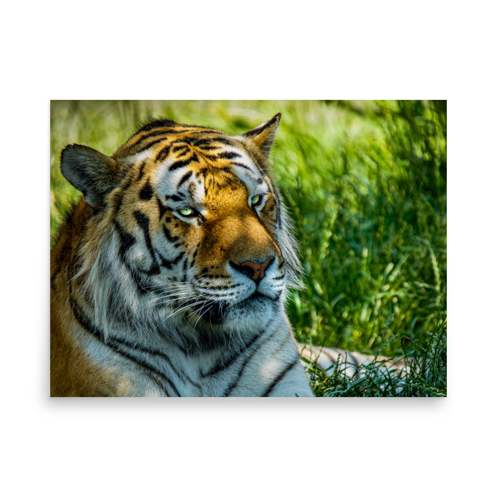 Bengal Tiger Portrait Poster | Wild Cat Wildlife Photography Prin - Imagen 13