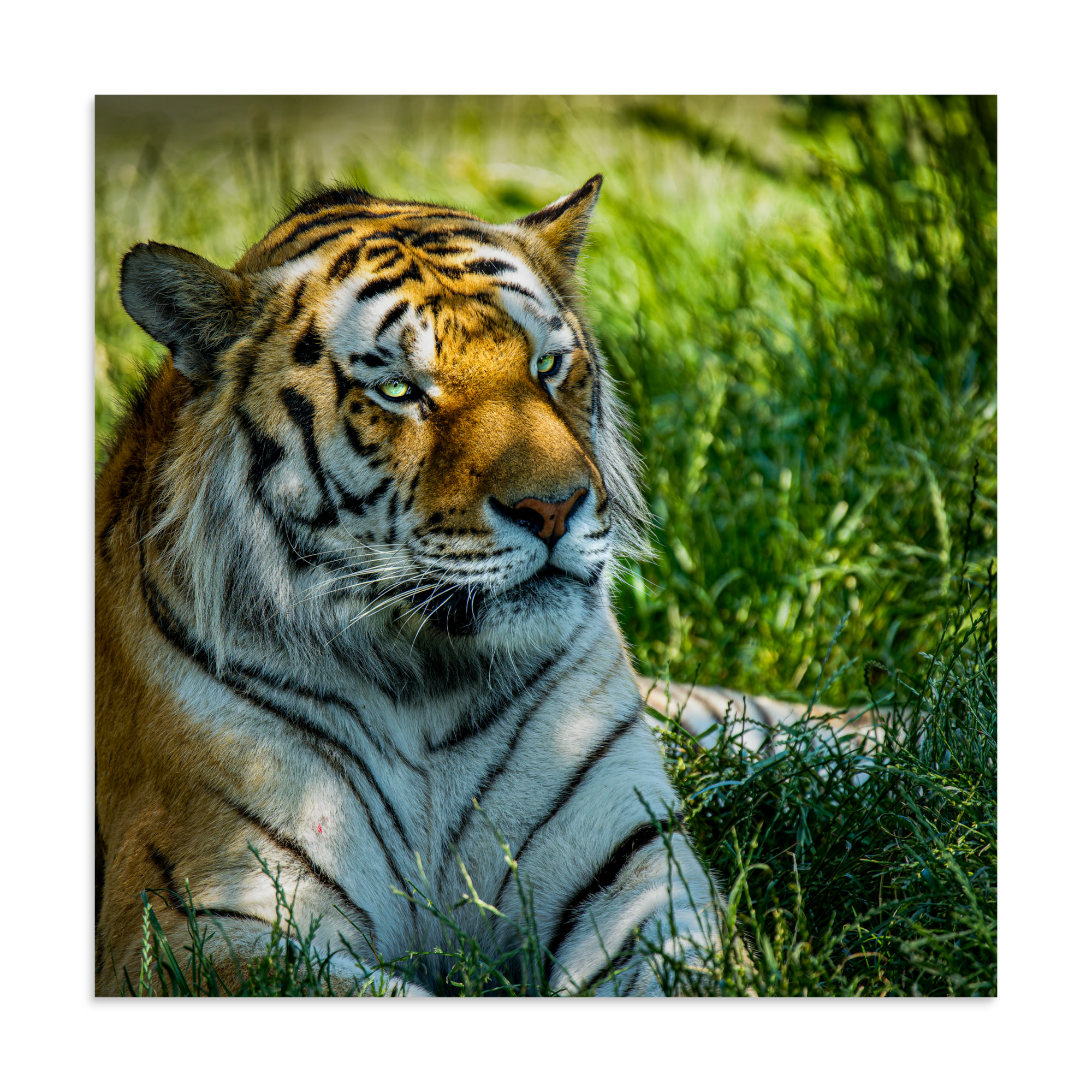 Bengal Tiger Portrait Poster | Wild Cat Wildlife Photography Prin - Imagen 14