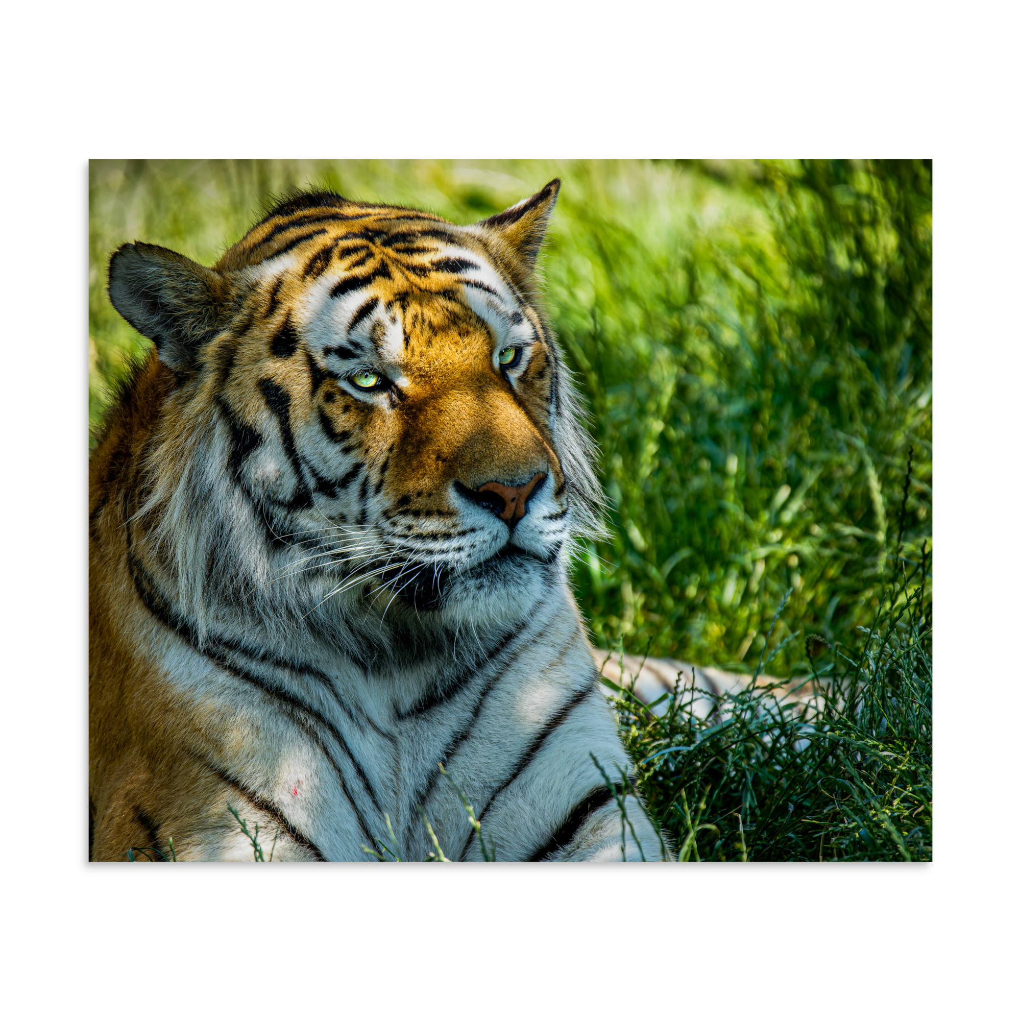 Bengal Tiger Portrait Poster | Wild Cat Wildlife Photography Prin - Imagen 15