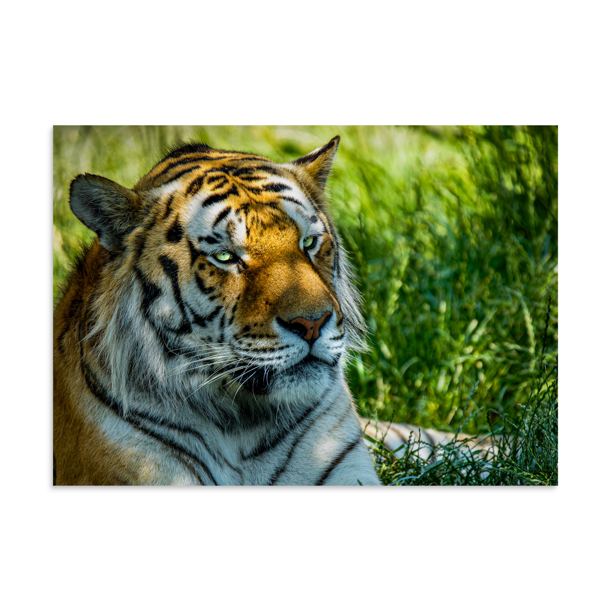 Bengal Tiger Portrait Poster | Wild Cat Wildlife Photography Prin - Imagen 16