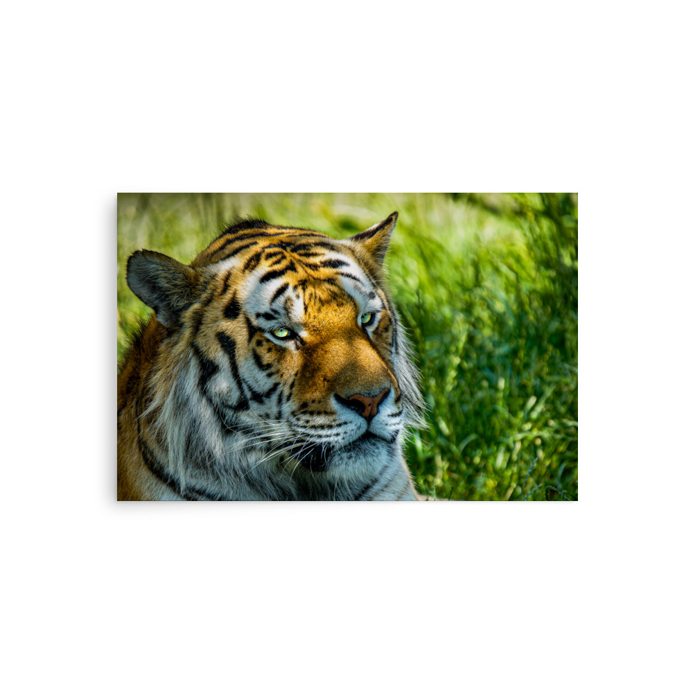 Bengal Tiger Portrait Poster | Wild Cat Wildlife Photography Prin - Imagen 17