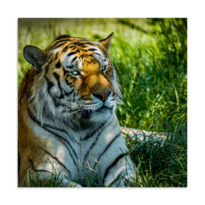 Bengal Tiger Portrait Poster | Wild Cat Wildlife Photography Prin