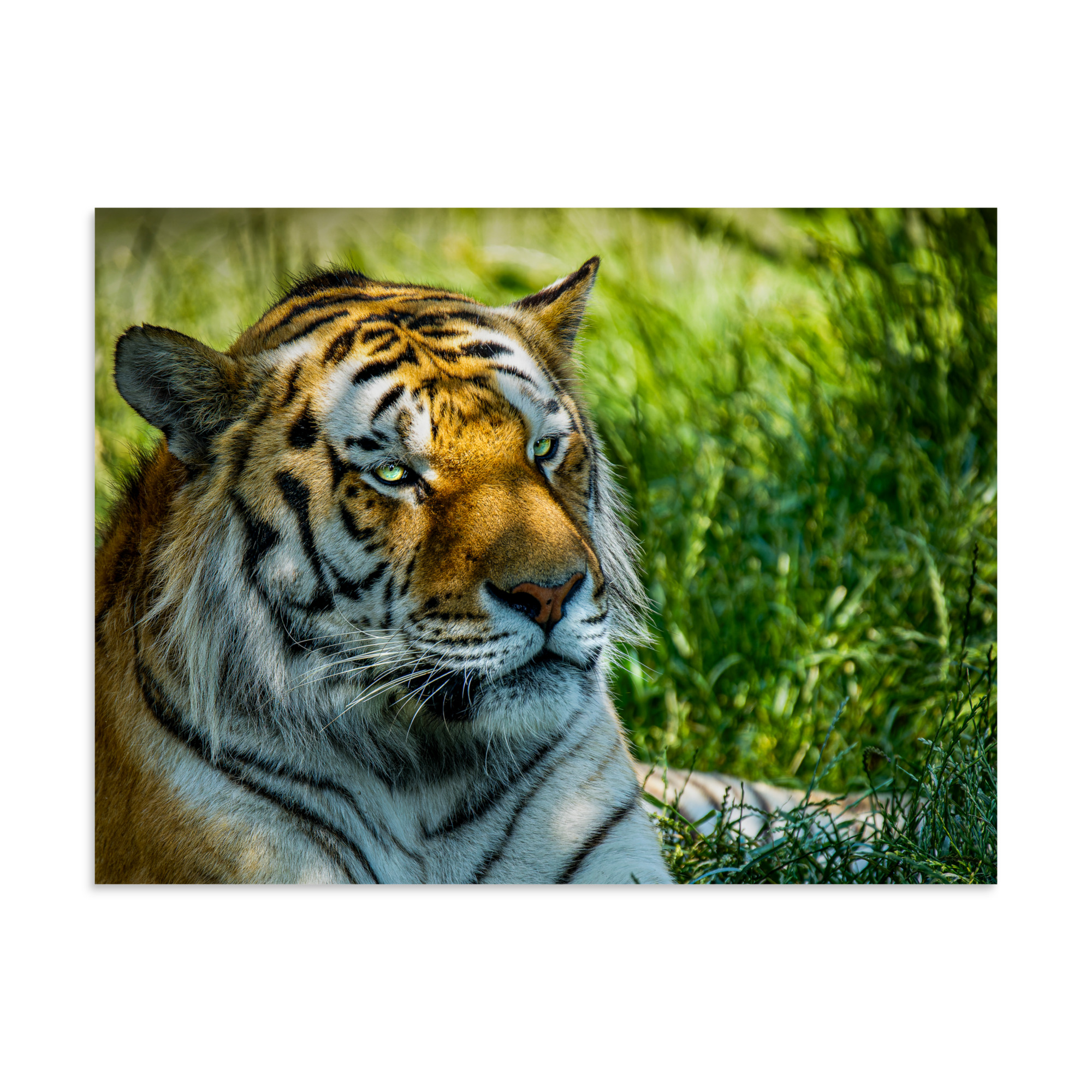 Bengal Tiger Portrait Poster | Wild Cat Wildlife Photography Prin - Imagen 19