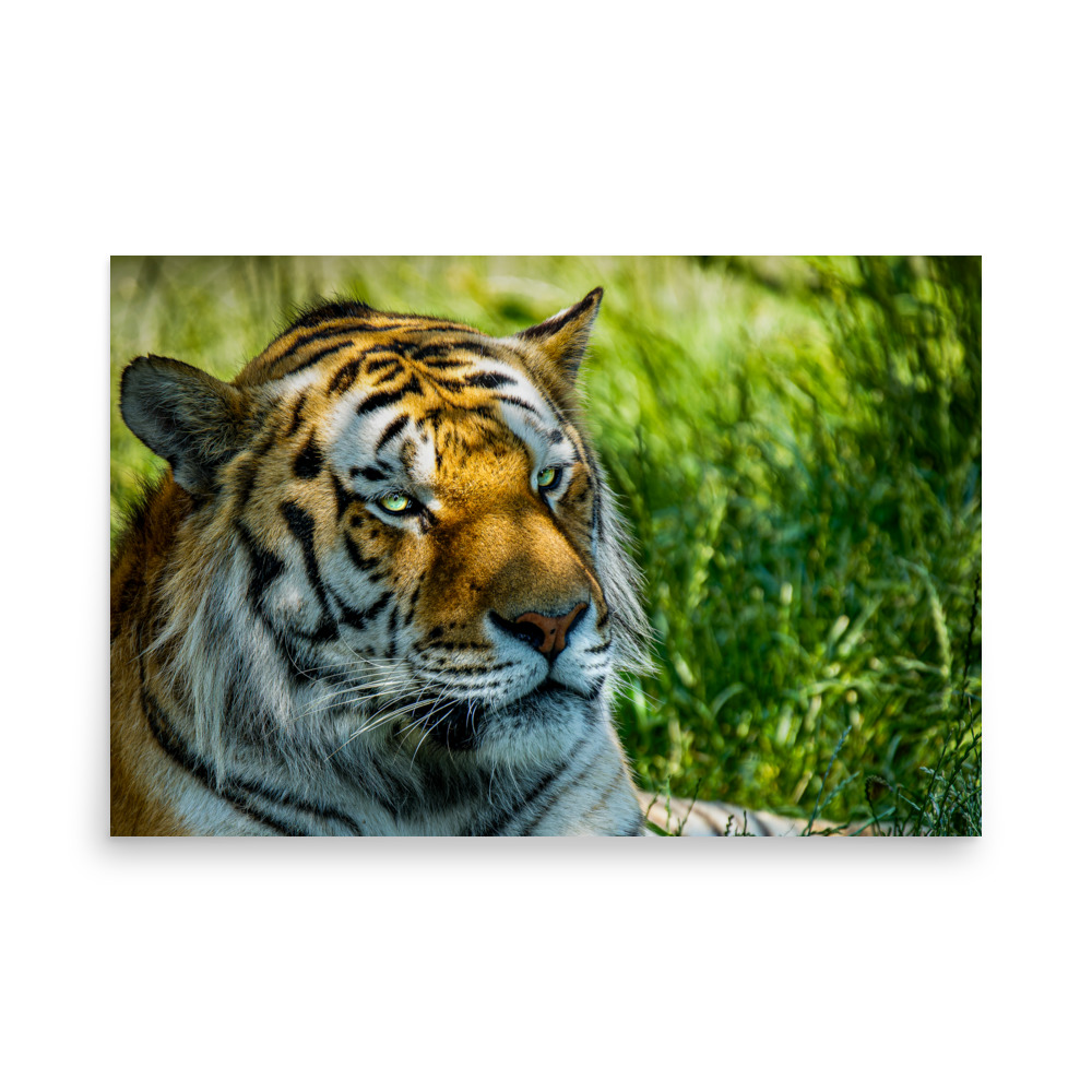 Bengal Tiger Portrait Poster | Wild Cat Wildlife Photography Prin - Imagen 20