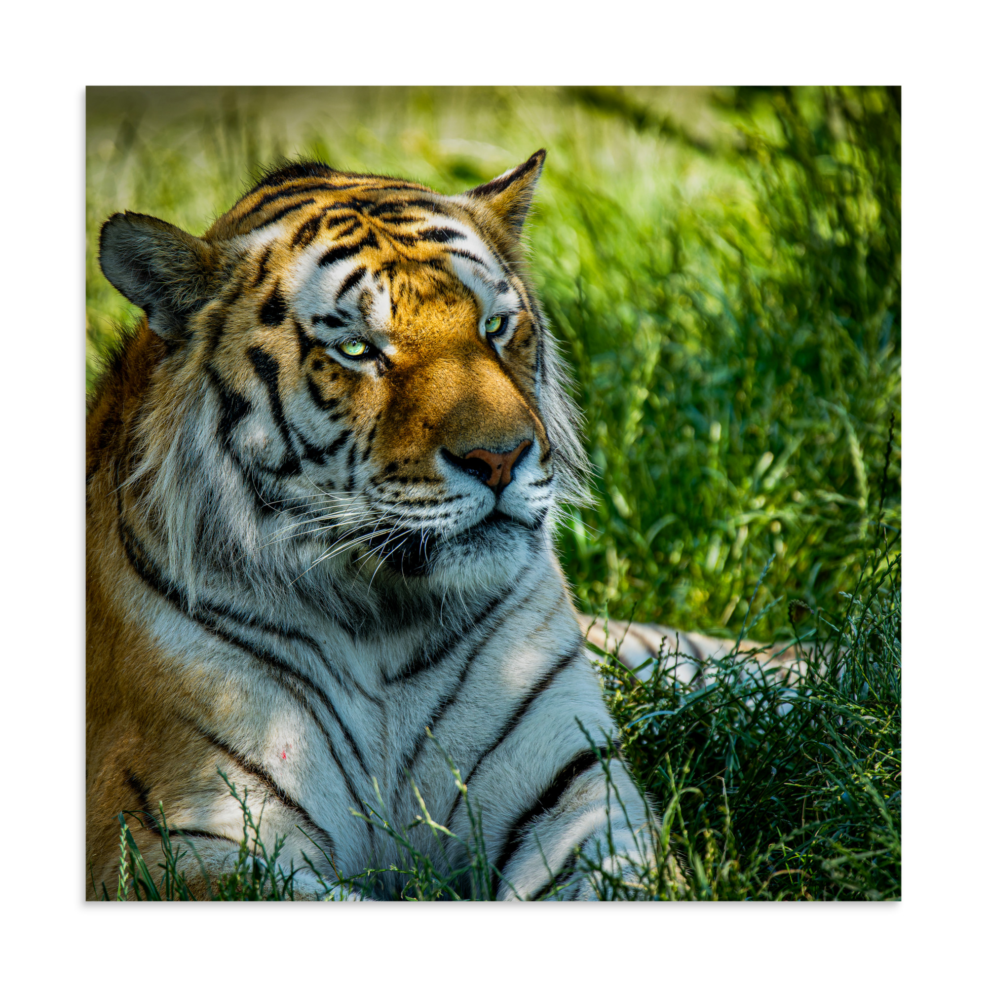 Bengal Tiger Portrait Poster | Wild Cat Wildlife Photography Prin - Imagen 21