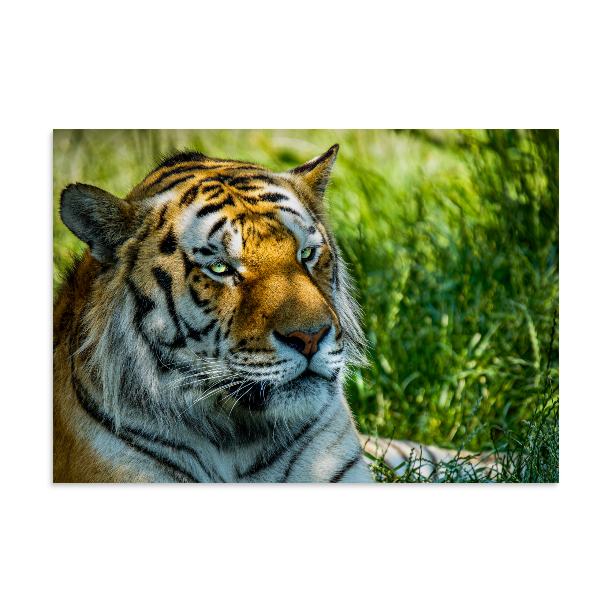 Bengal Tiger Portrait Poster | Wild Cat Wildlife Photography Prin - Imagen 22