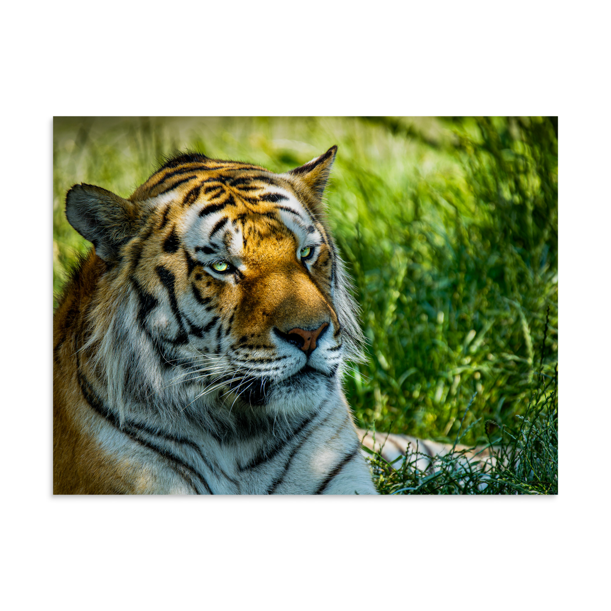 Bengal Tiger Portrait Poster | Wild Cat Wildlife Photography Prin - Imagen 23