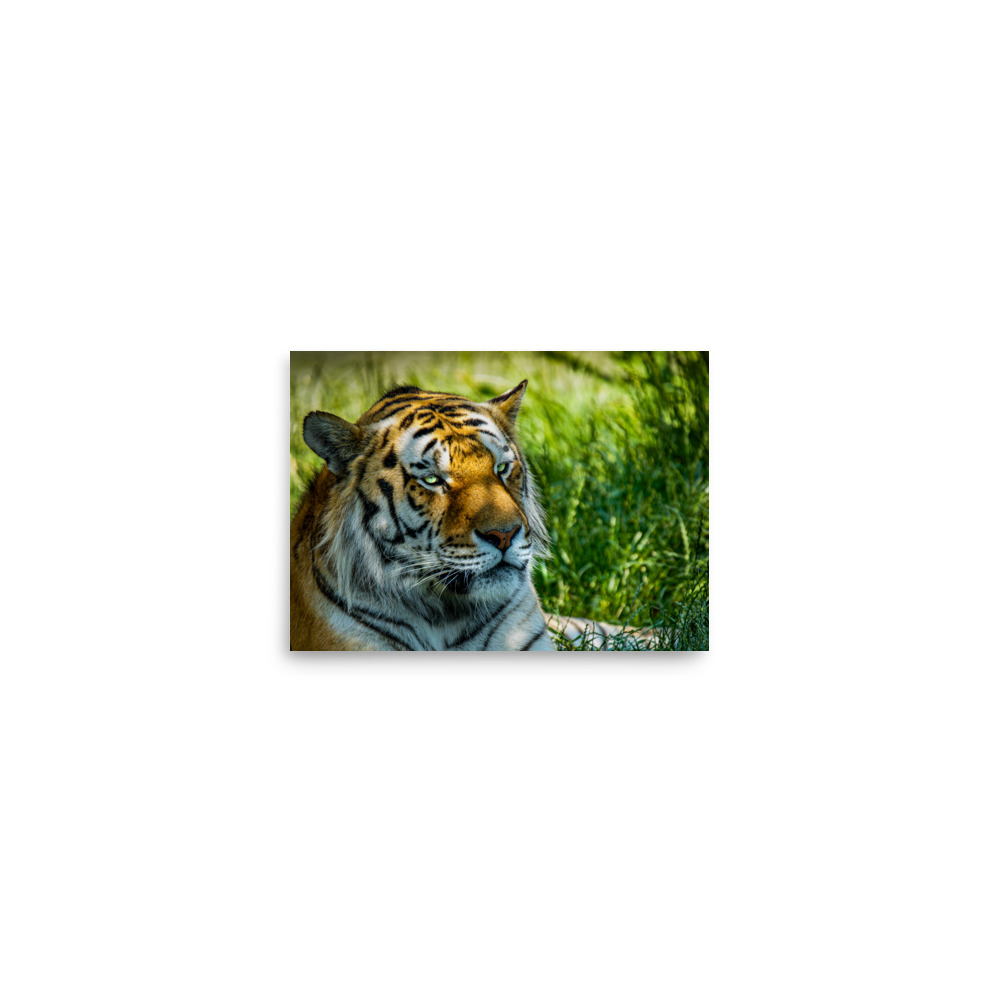 Bengal Tiger Portrait Poster | Wild Cat Wildlife Photography Prin - Imagen 24