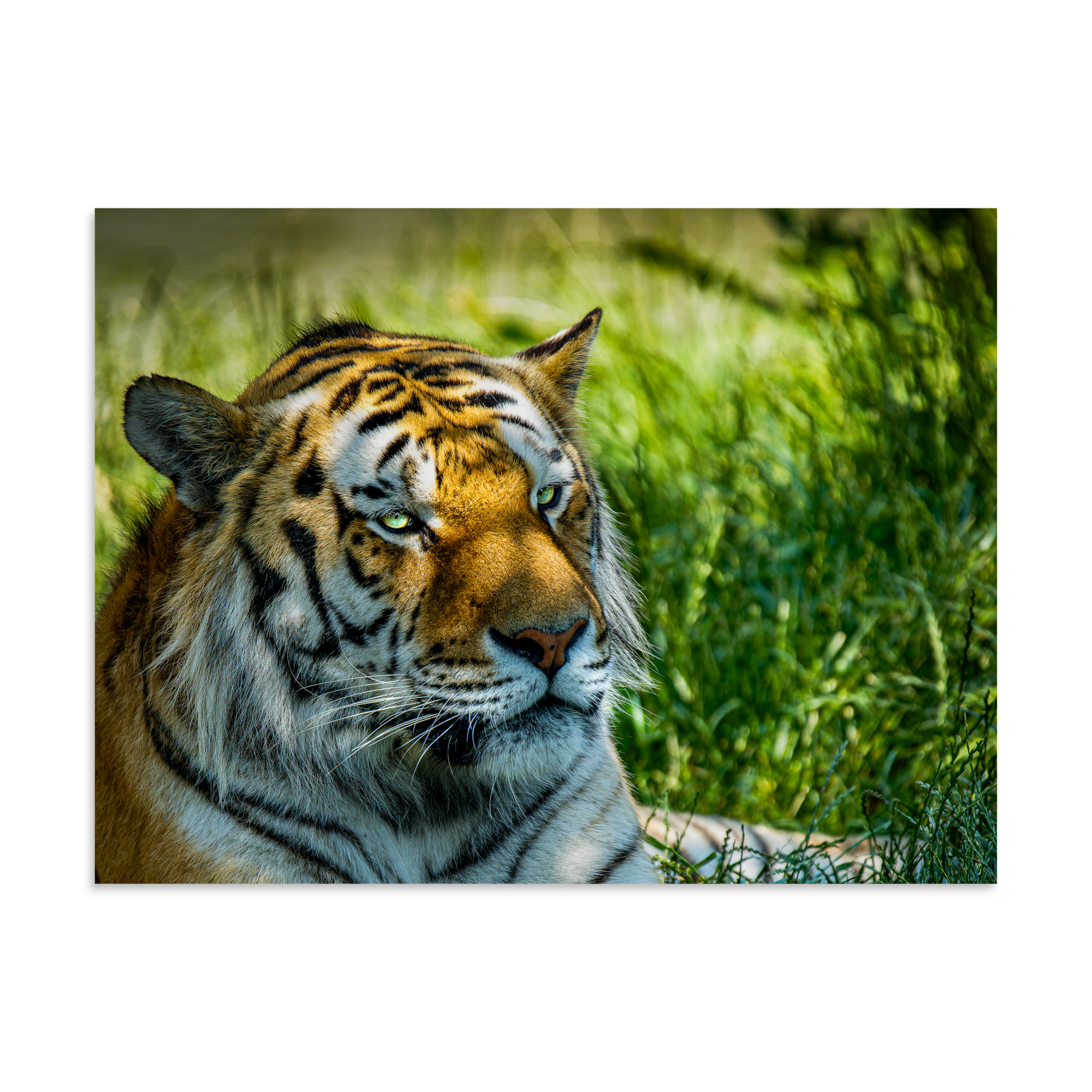 Bengal Tiger Portrait Poster | Wild Cat Wildlife Photography Prin - Imagen 25