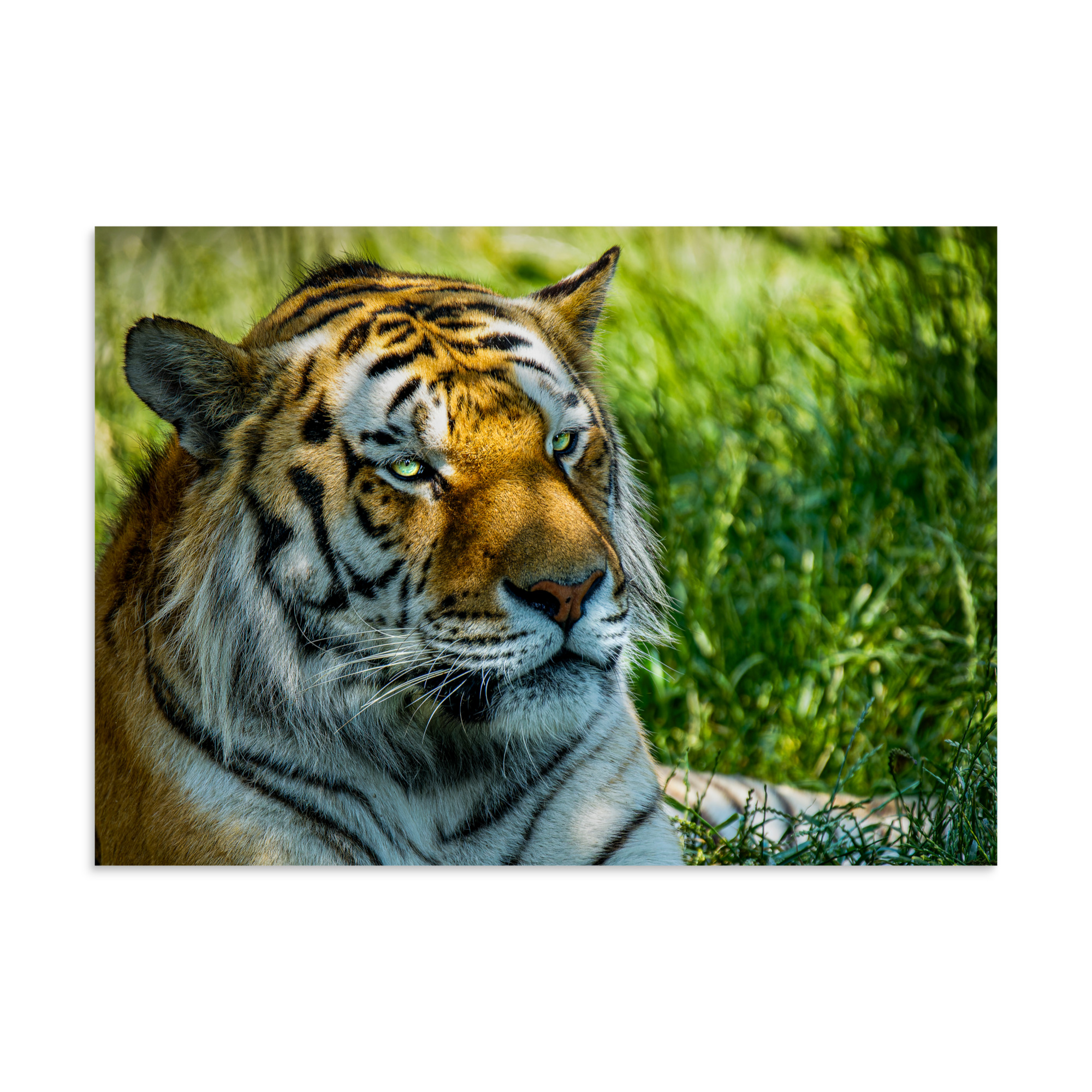 Bengal Tiger Portrait Poster | Wild Cat Wildlife Photography Prin - Imagen 3