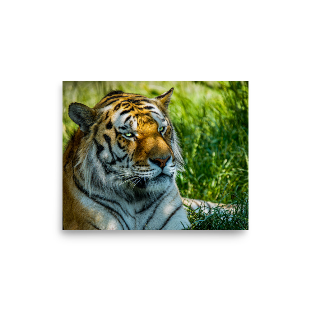 Bengal Tiger Portrait Poster | Wild Cat Wildlife Photography Prin - Imagen 26