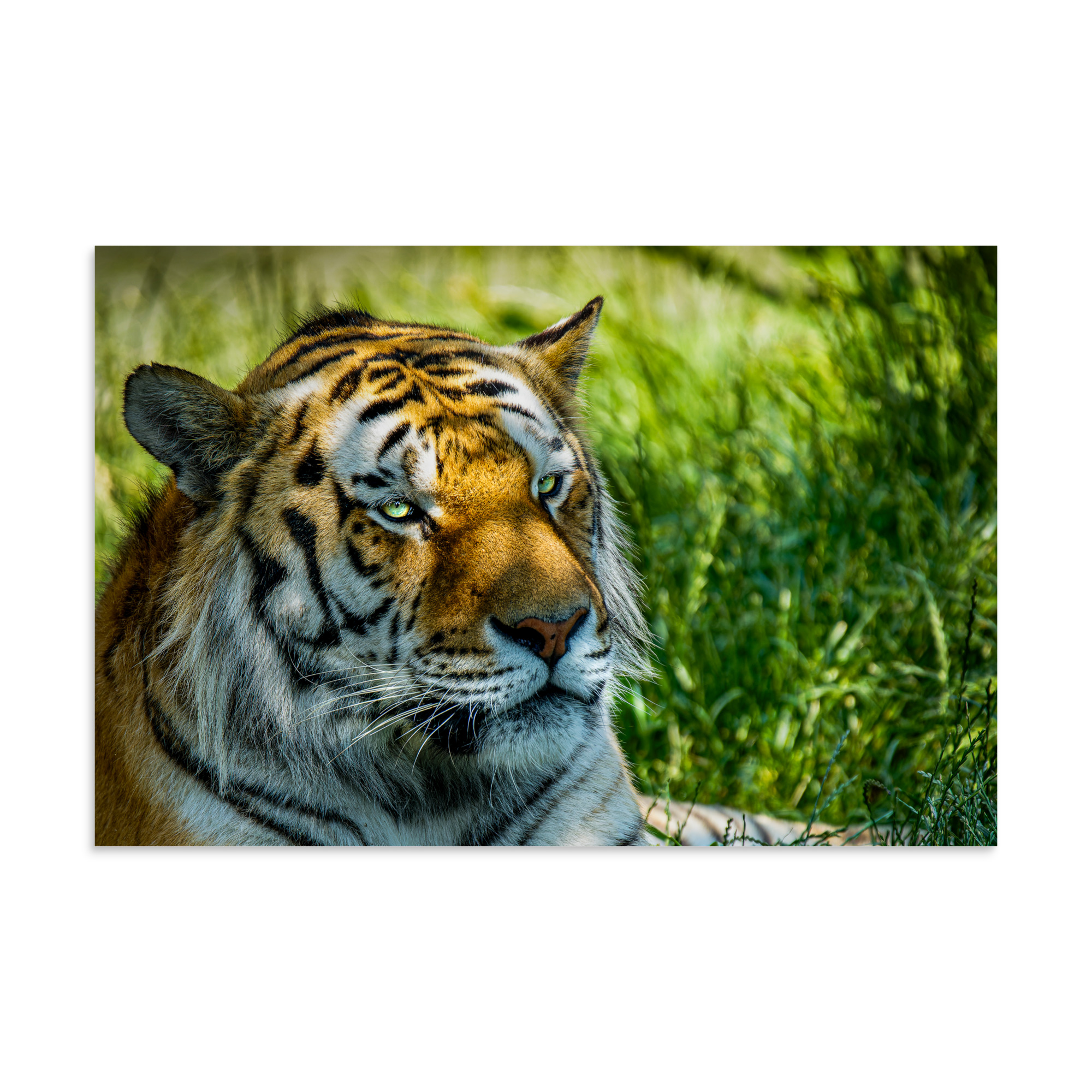 Bengal Tiger Portrait Poster | Wild Cat Wildlife Photography Prin - Imagen 27