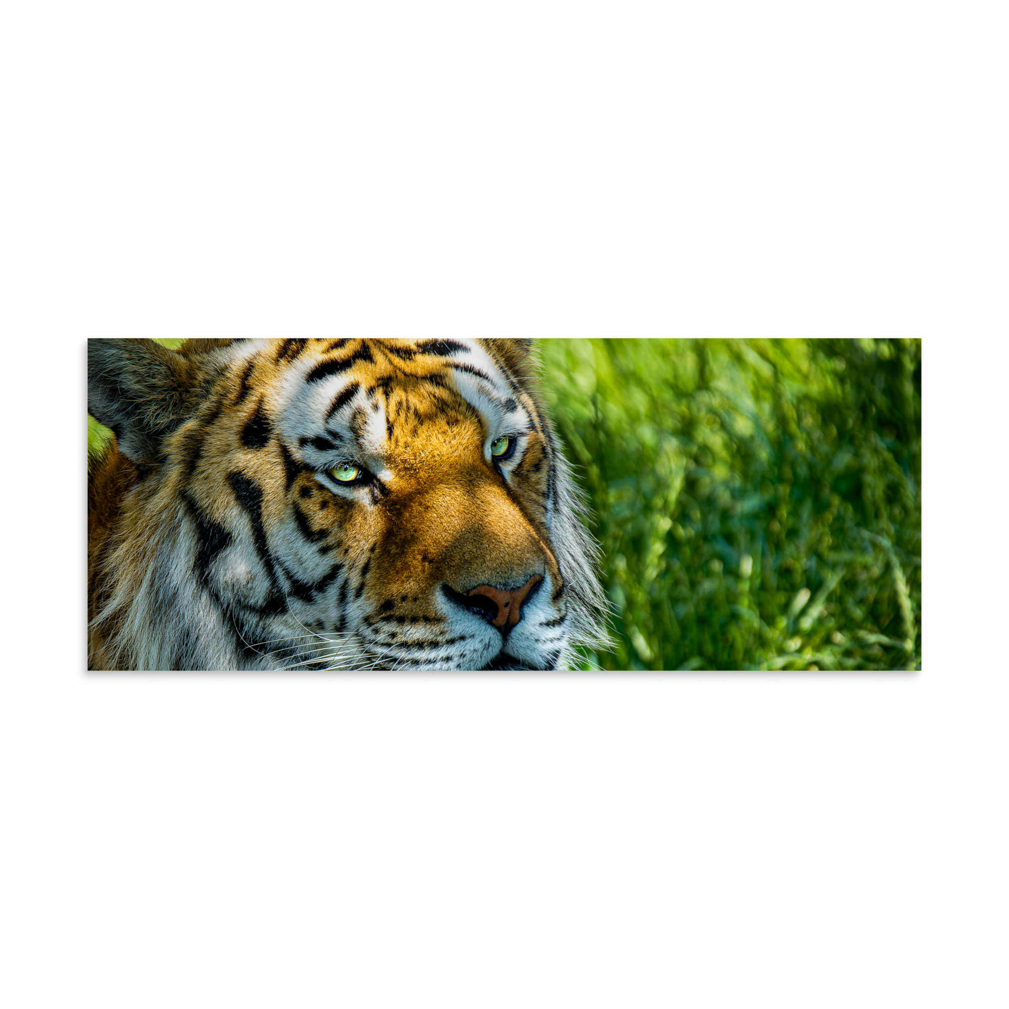 Bengal Tiger Portrait Poster | Wild Cat Wildlife Photography Prin - Imagen 28