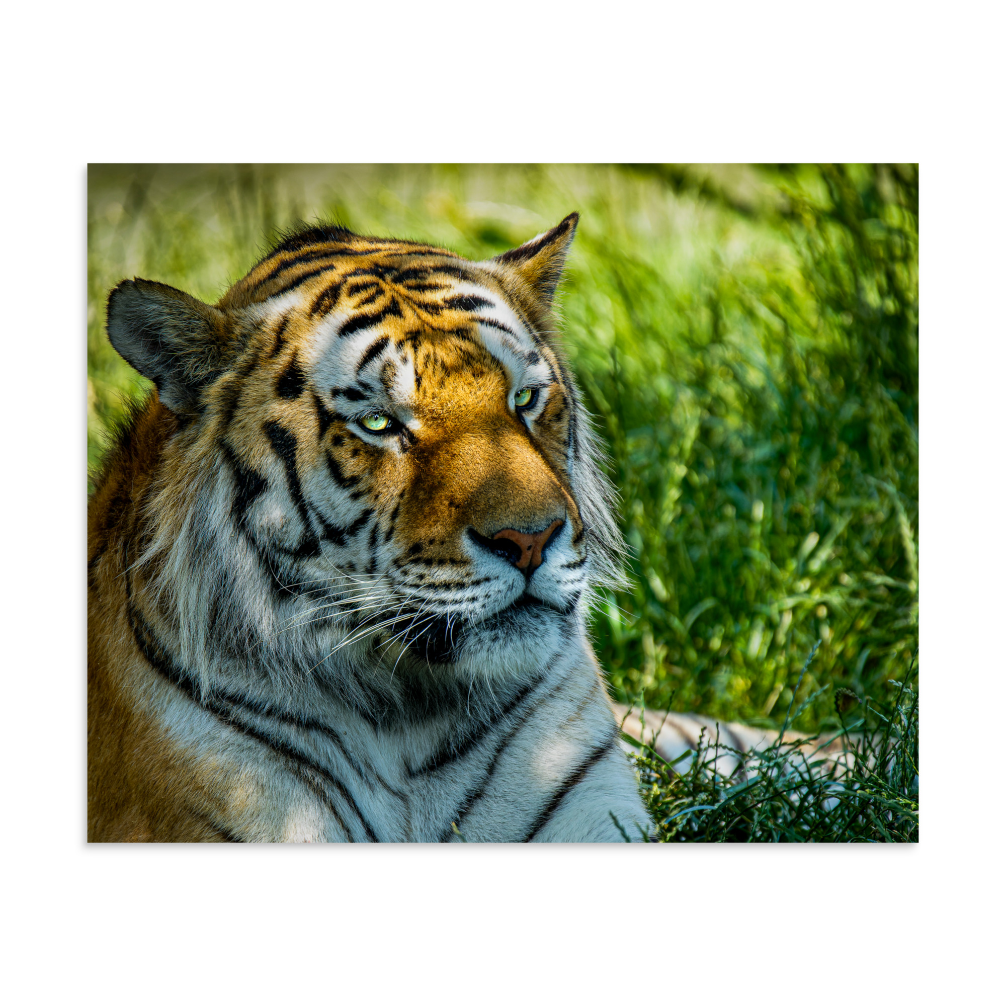 Bengal Tiger Portrait Poster | Wild Cat Wildlife Photography Prin - Imagen 29