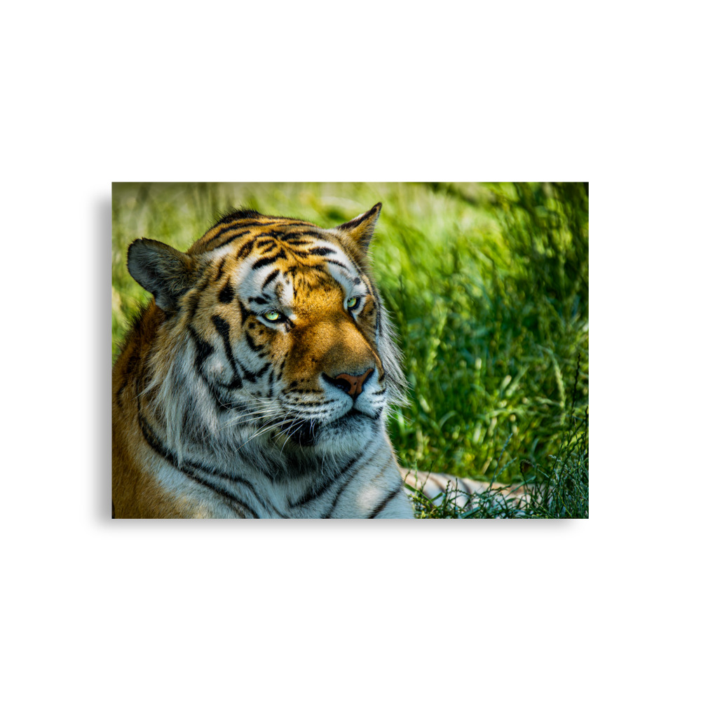Bengal Tiger Portrait Poster | Wild Cat Wildlife Photography Prin - Imagen 4