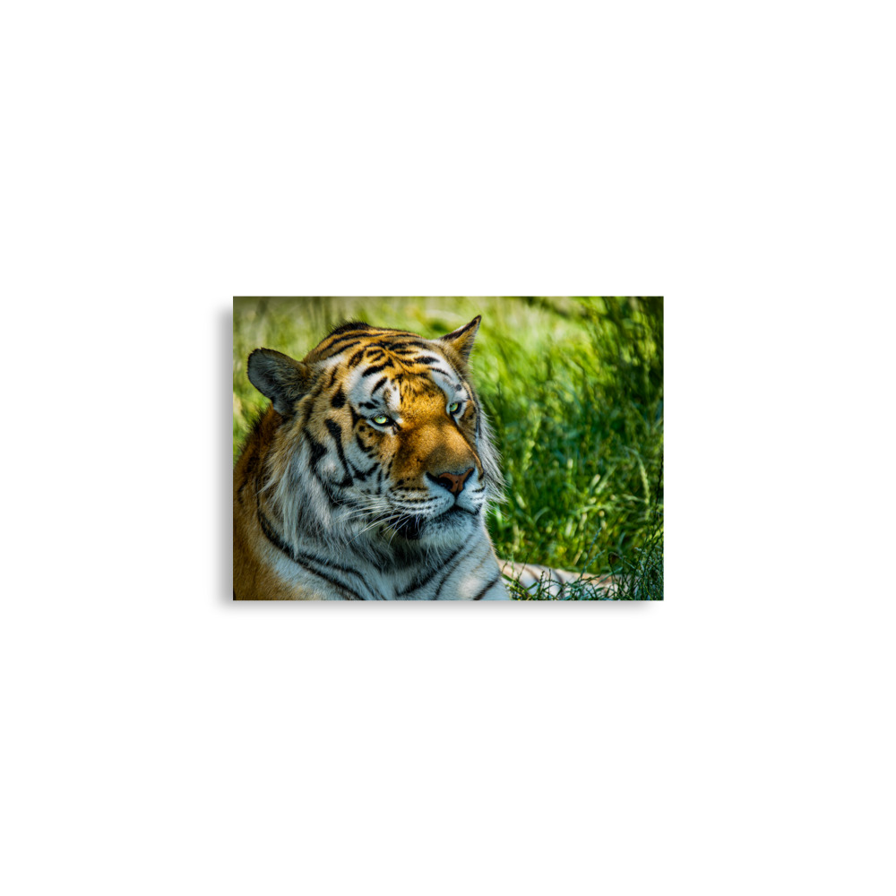 Bengal Tiger Portrait Poster | Wild Cat Wildlife Photography Prin - Imagen 5